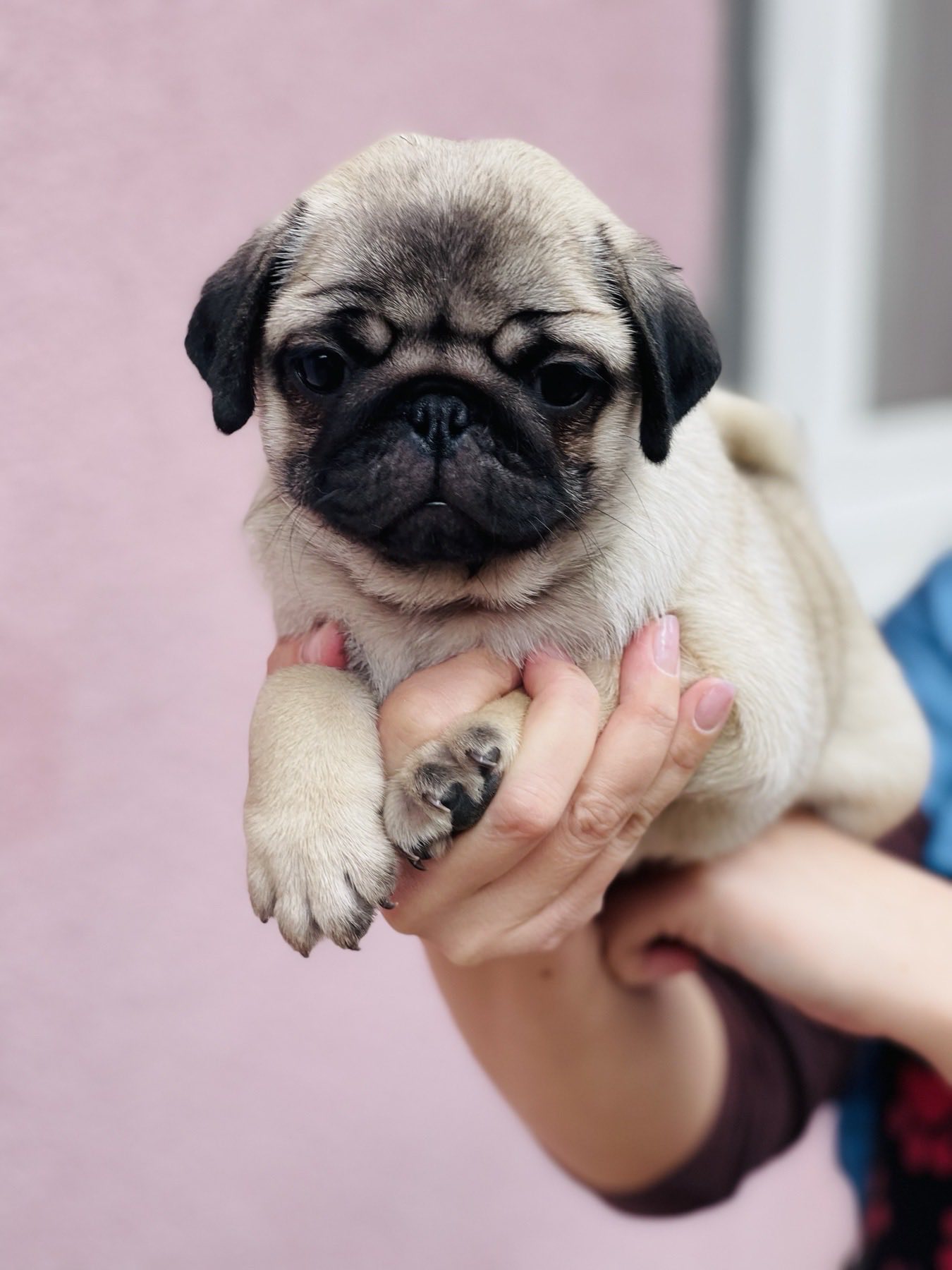 Mops štenci na prodaju
