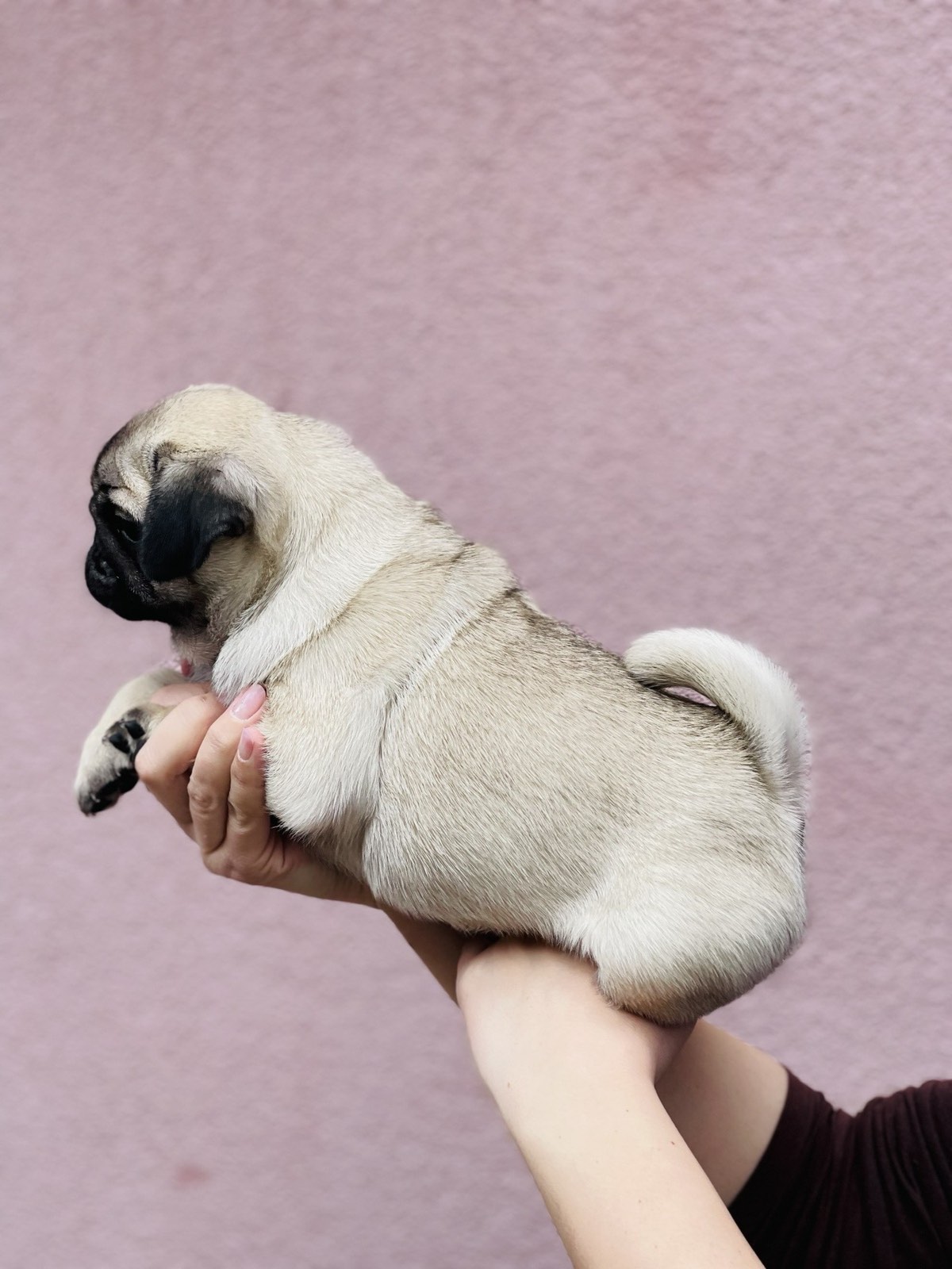 Mops štenci na prodaju