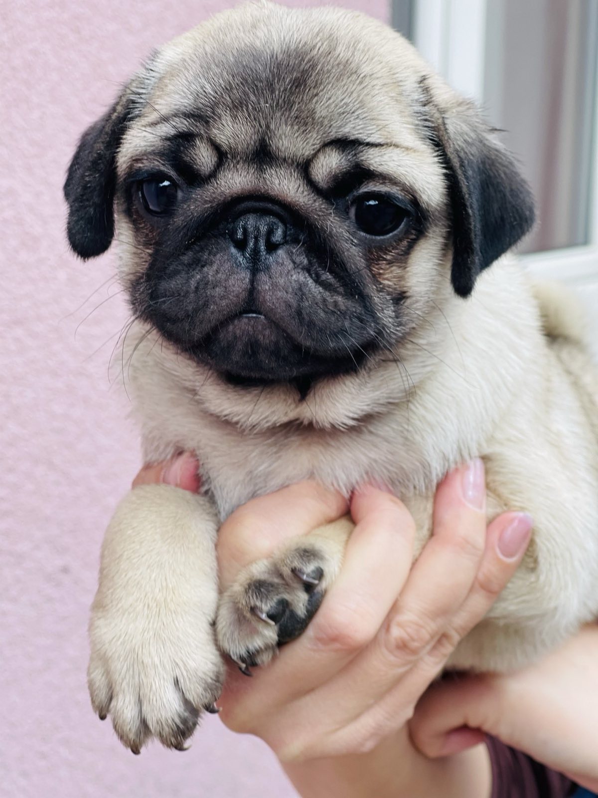 Mops štenci na prodaju