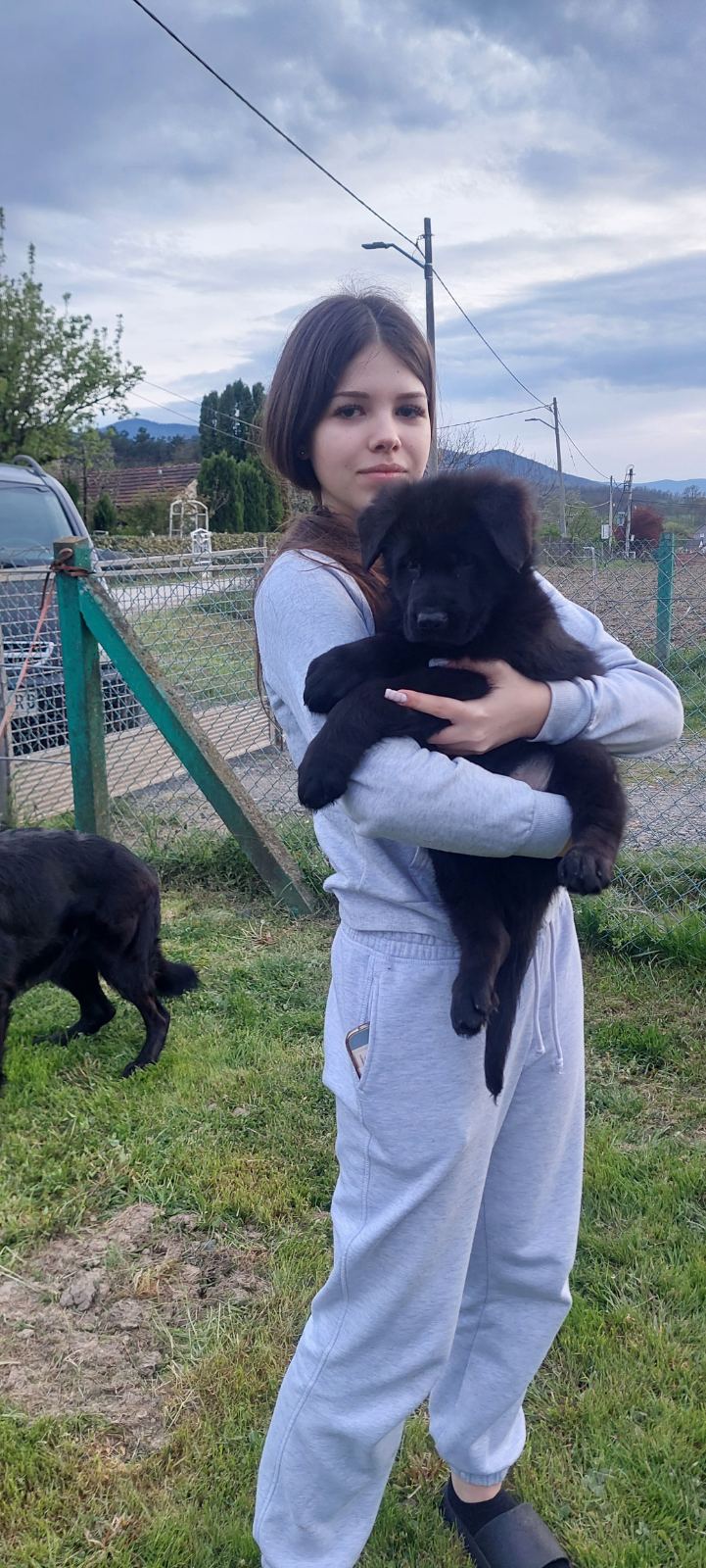 Nemački Ovčar štenci