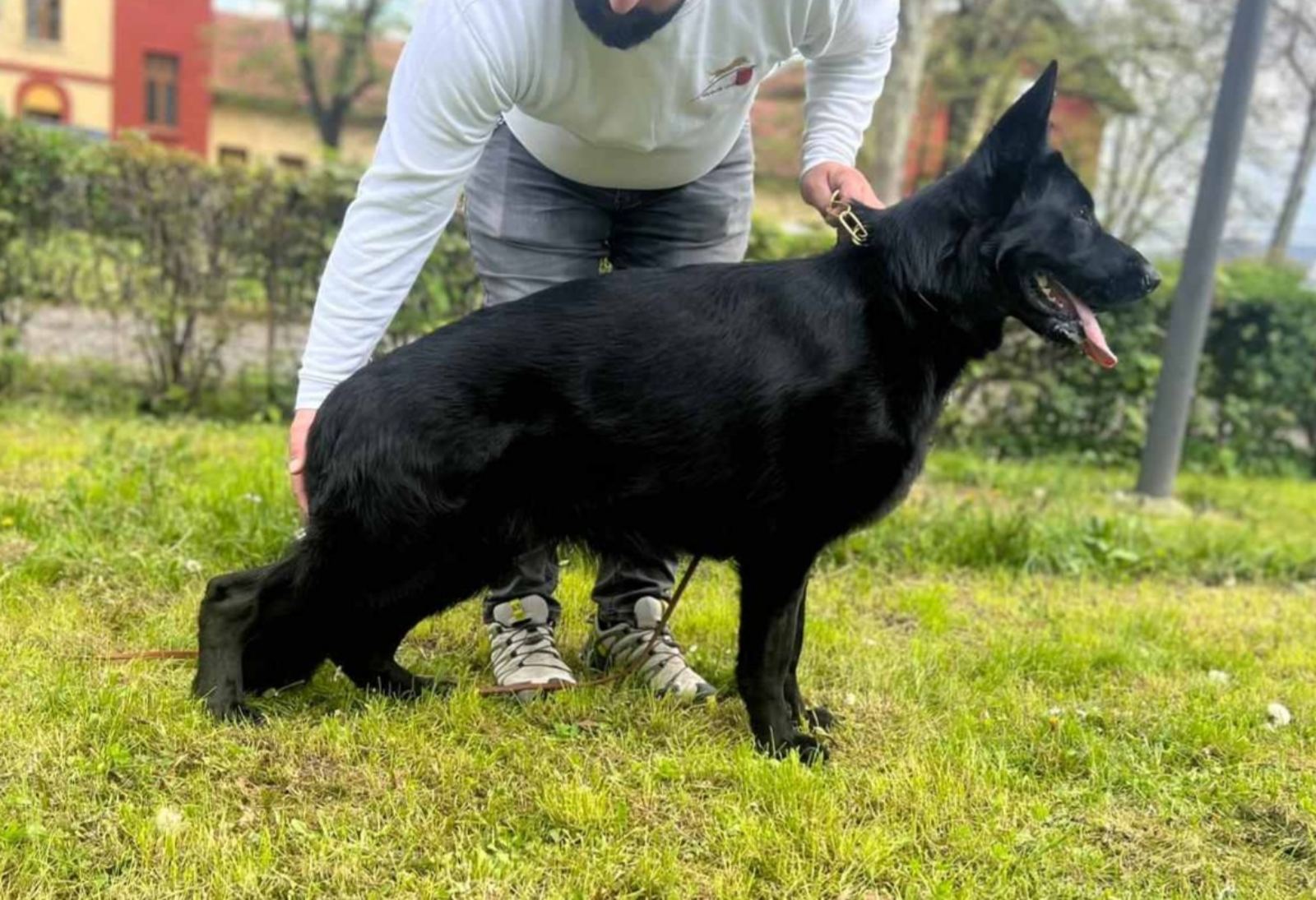 Nemački Ovčar štenci