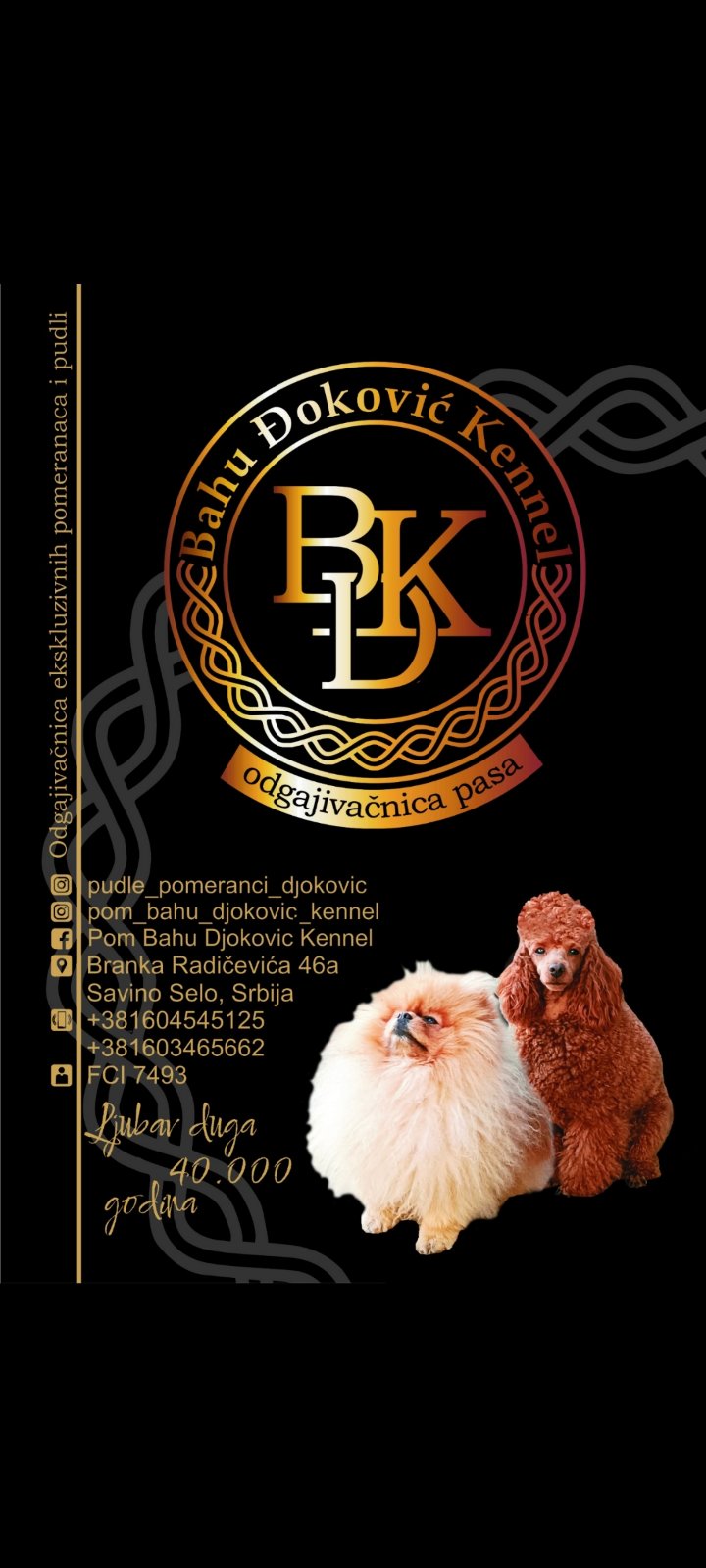 Pomeranski Špic štenci
