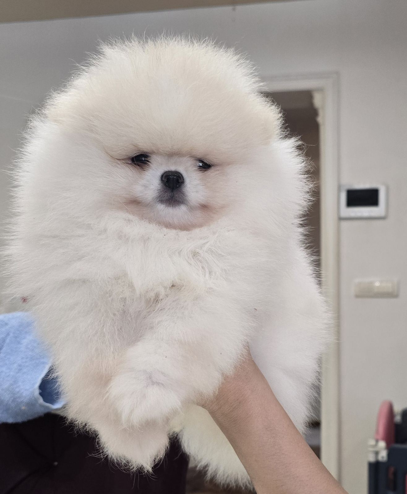 Pomeranac prelepi štenci