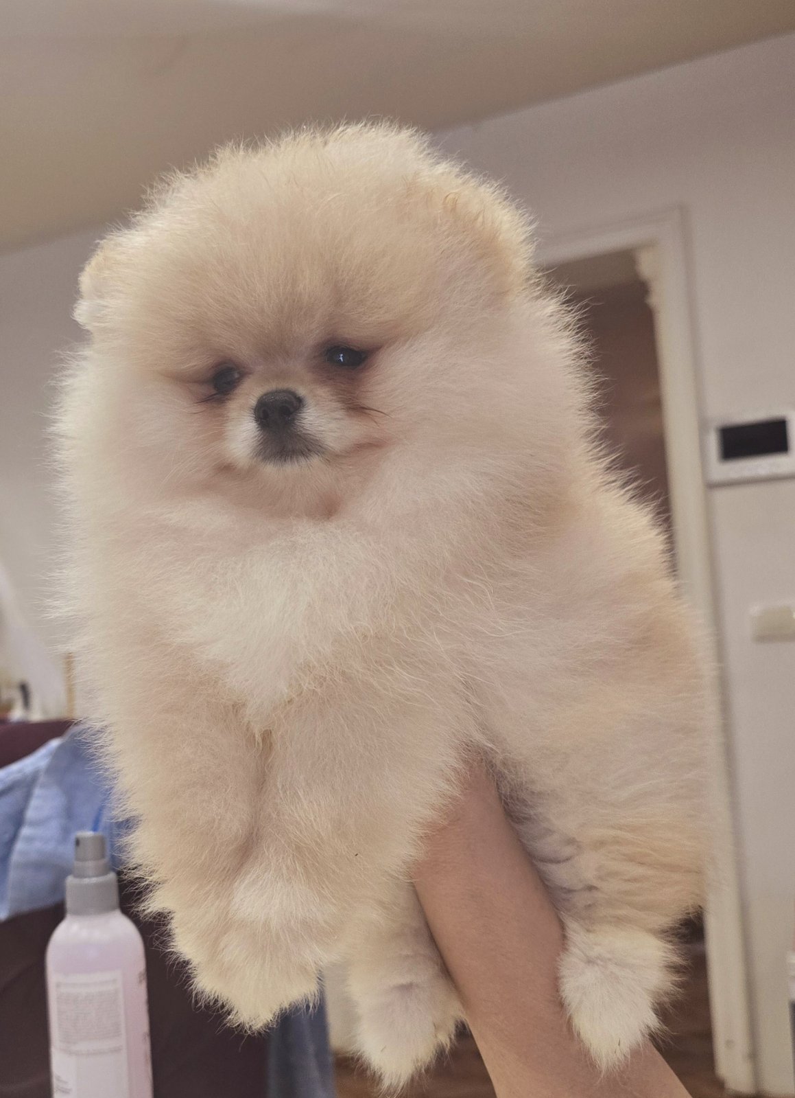 Pomeranac prelepi štenci