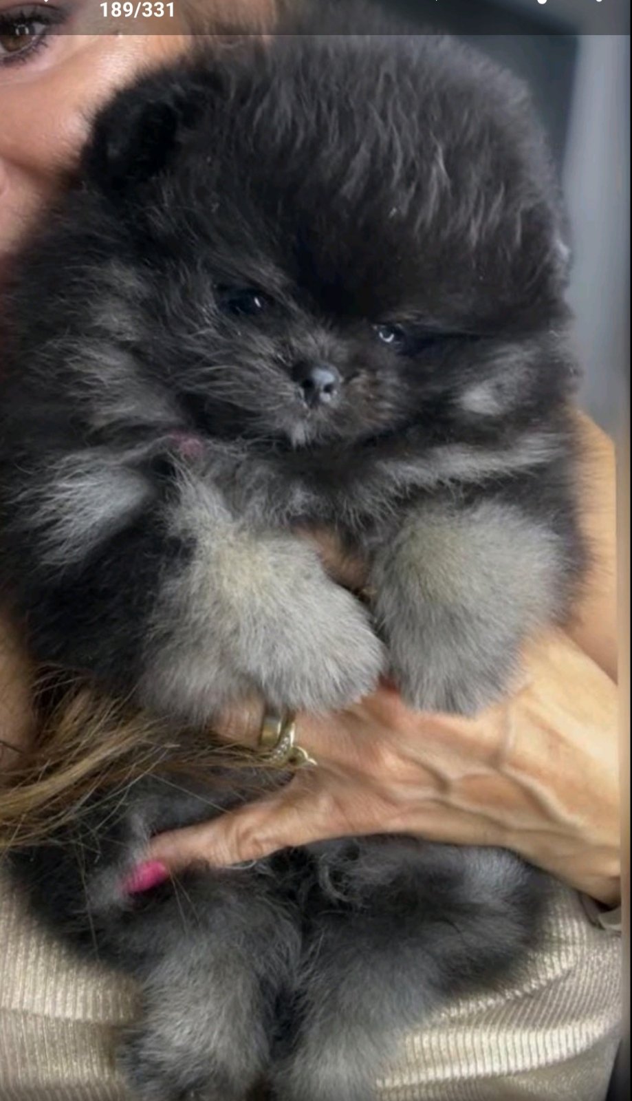 Pomeranac prelepi štenci