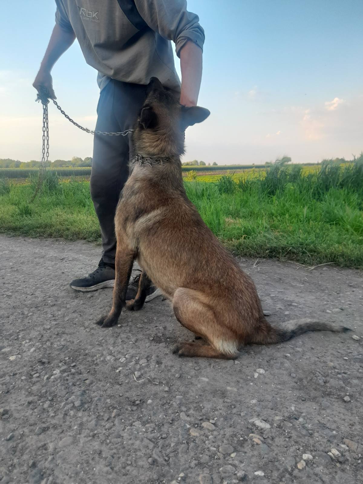Belgijski ovcar Malinoa štenci