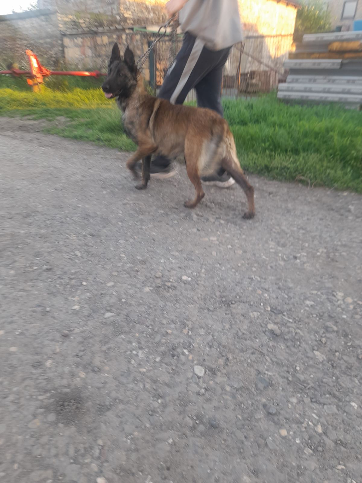 Belgijski ovcar Malinoa štenci