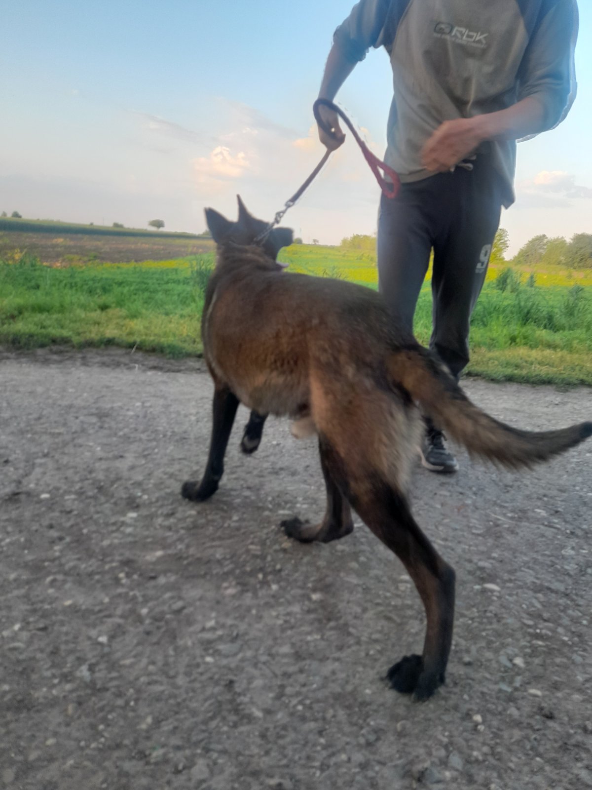 Belgijski ovcar Malinoa štenci