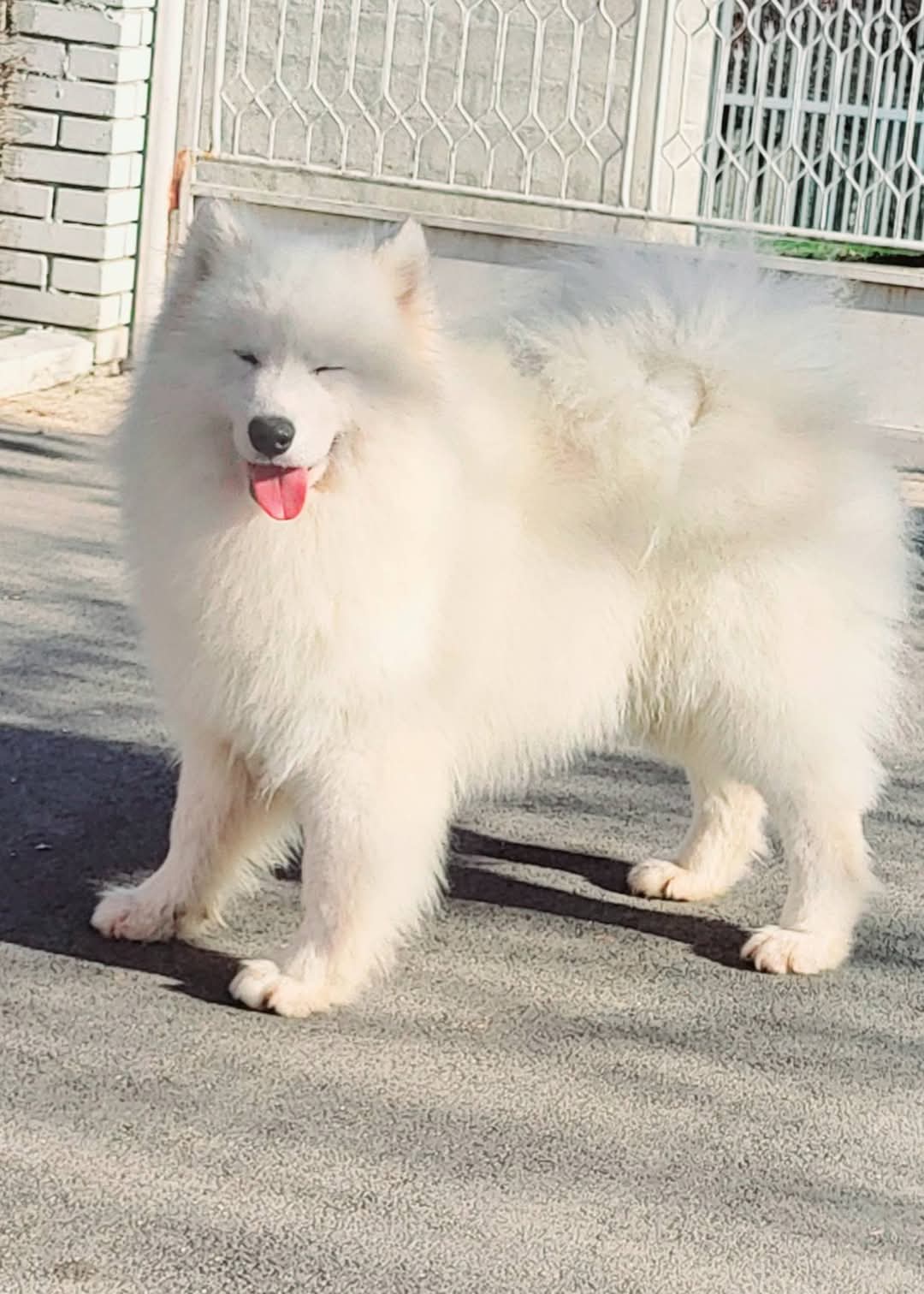 Samojed štenci i odrasli psi
