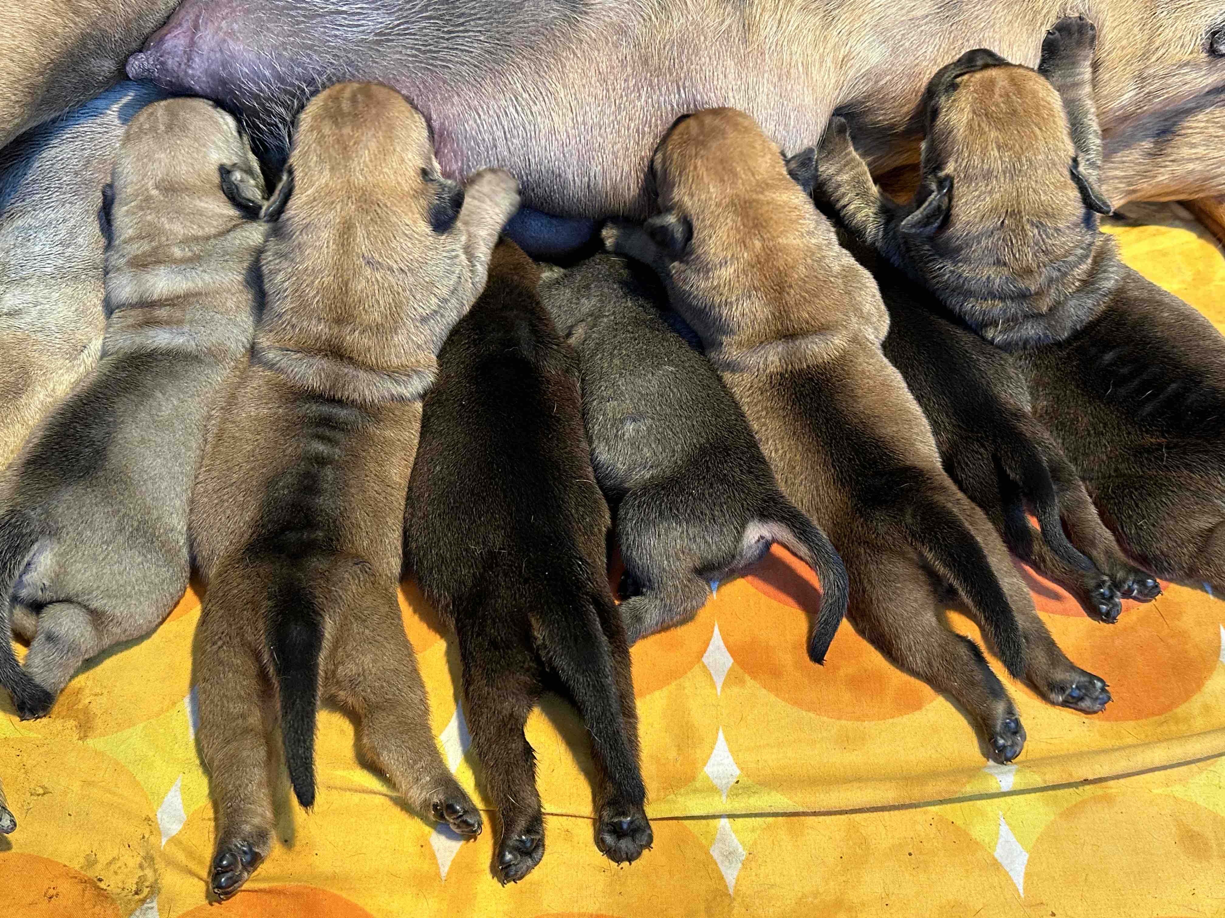 Južnoafrički mastif - Boerboel štenci