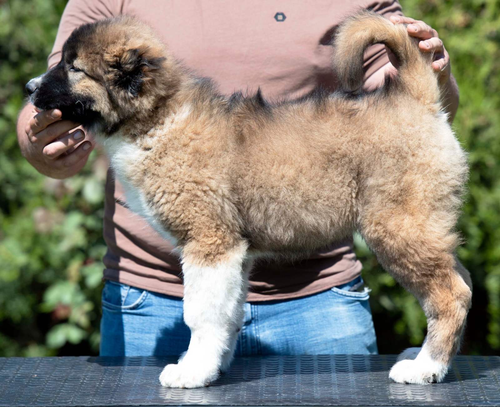 Kavkaski ovčar prelepi štenci