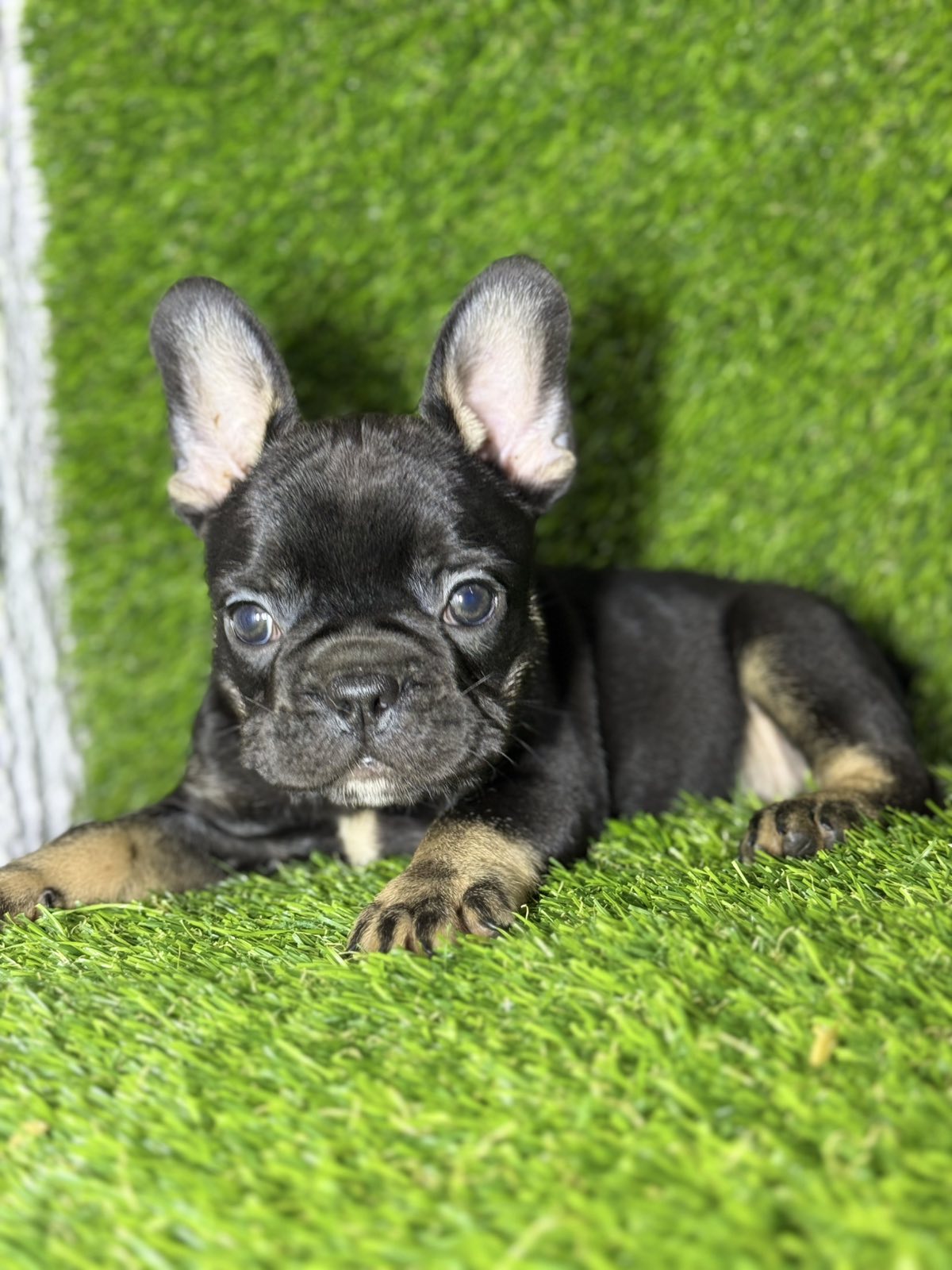 Francuski Buldog prelepi štenci