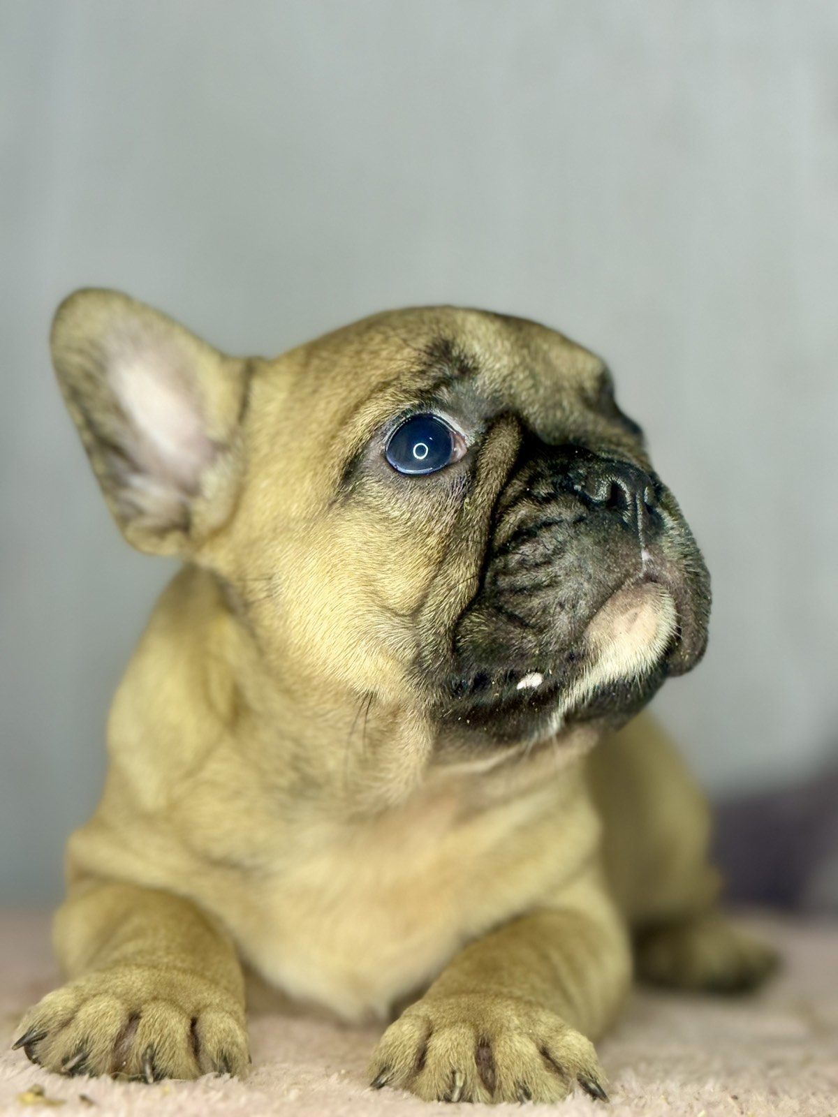 Francuski Buldog prelepi štenci