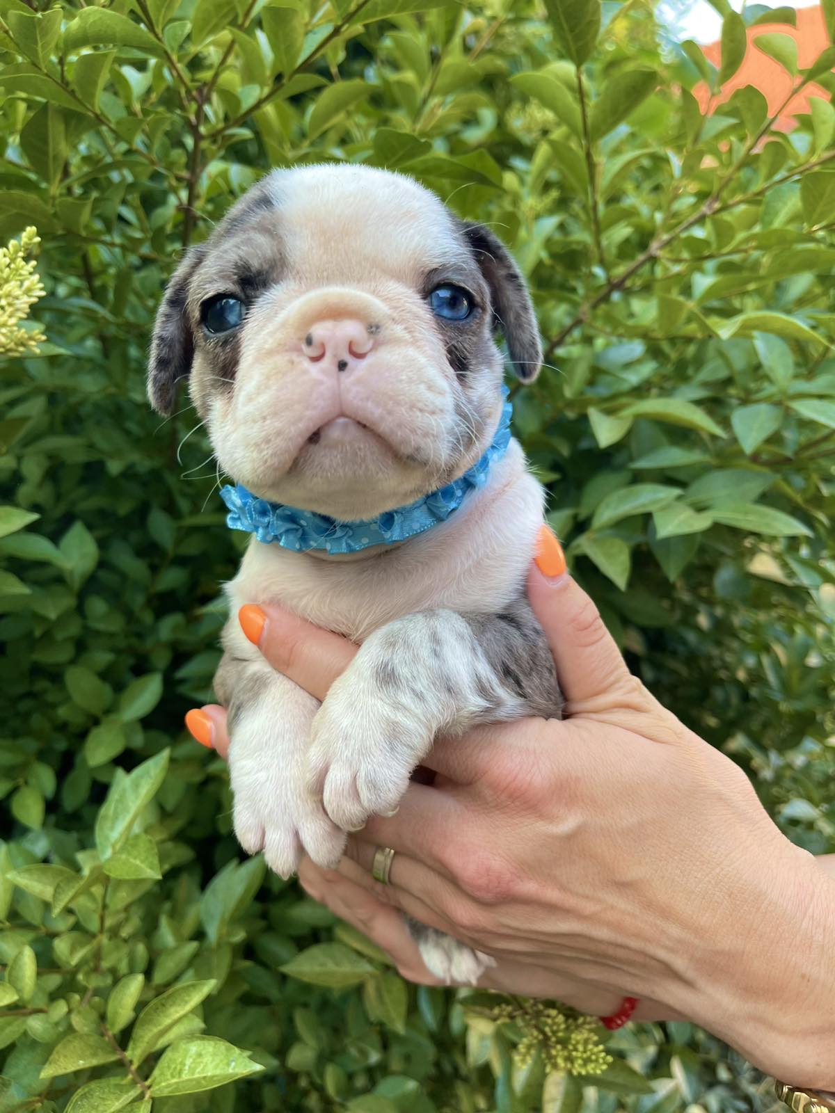 Francuski Buldog prelepi štenci