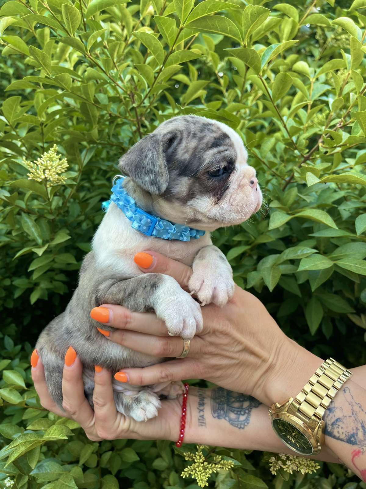 Francuski Buldog prelepi štenci