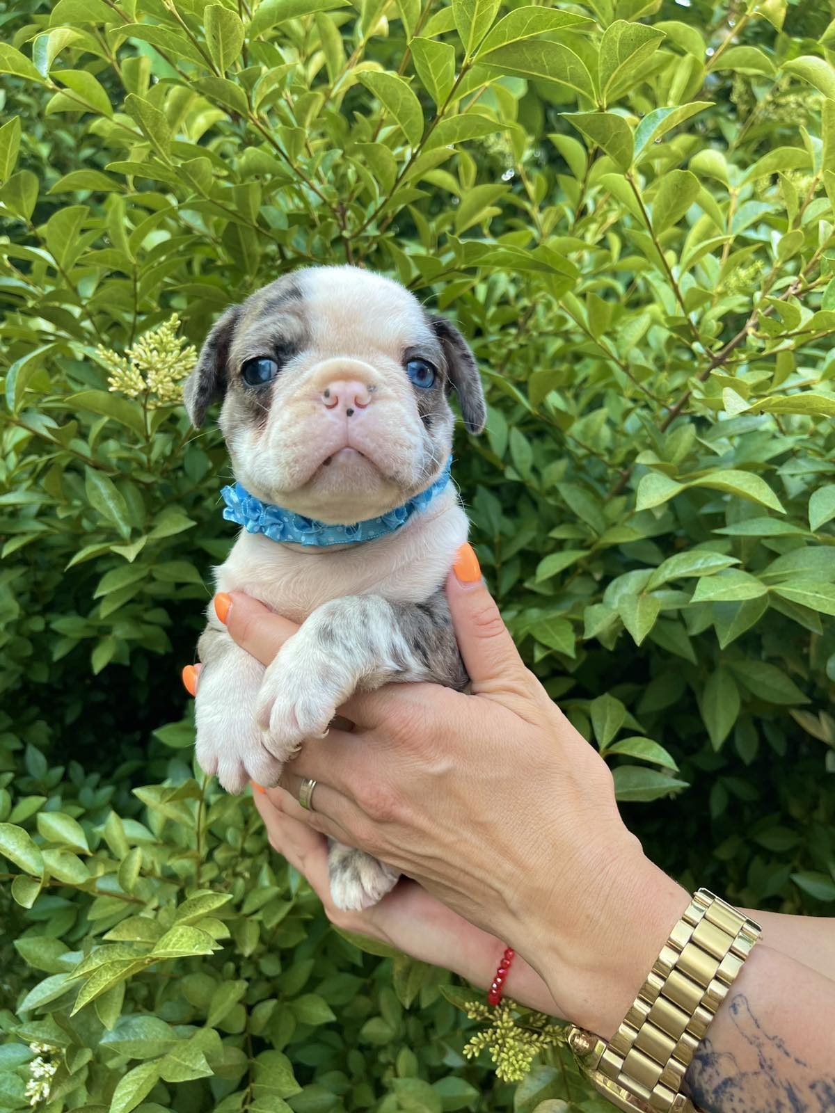 Francuski Buldog prelepi štenci