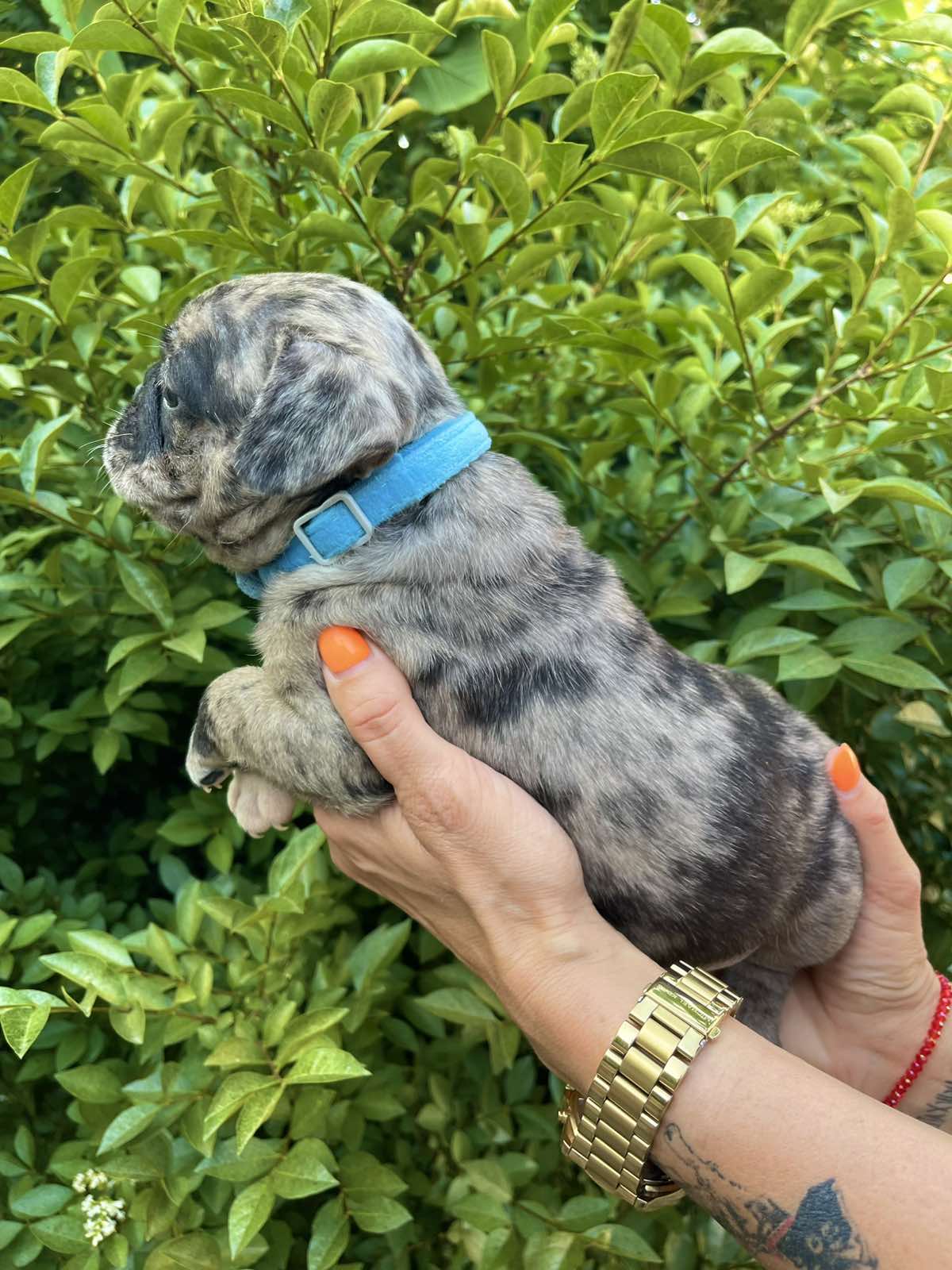 Francuski Buldog prelepi štenci