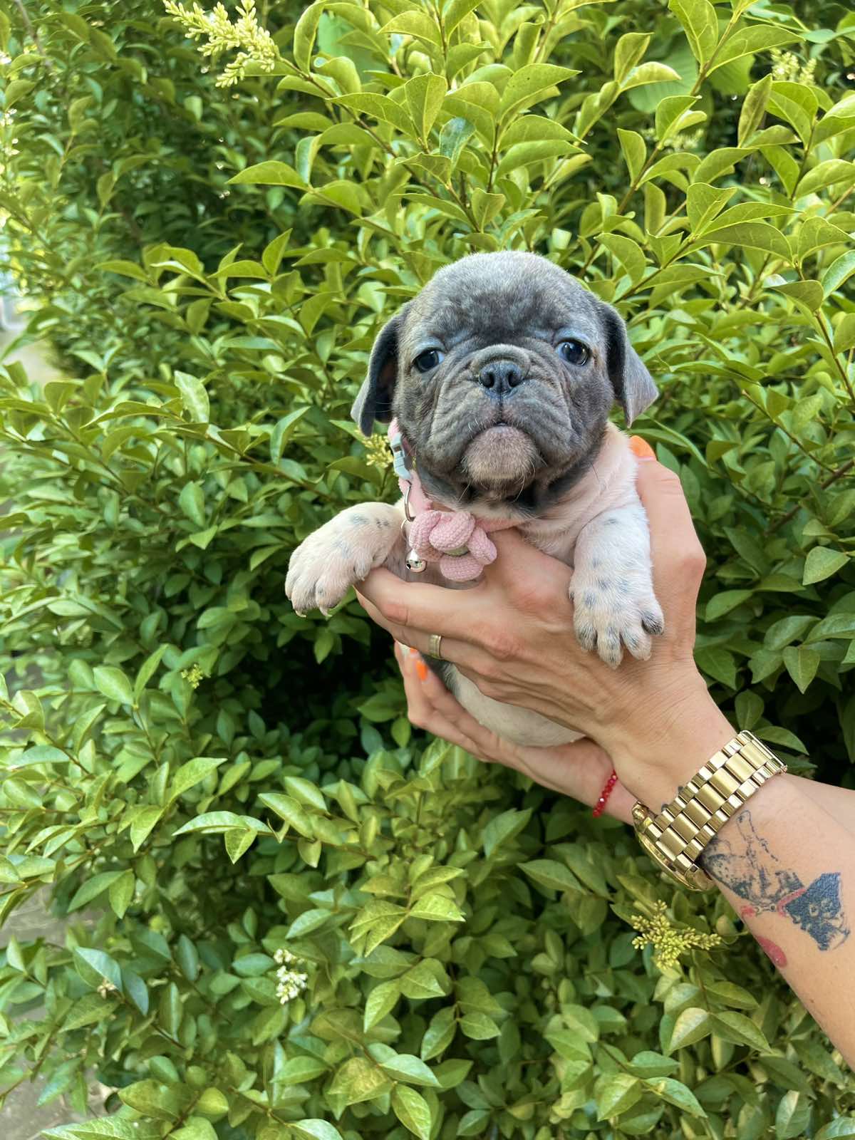 Francuski Buldog prelepi štenci
