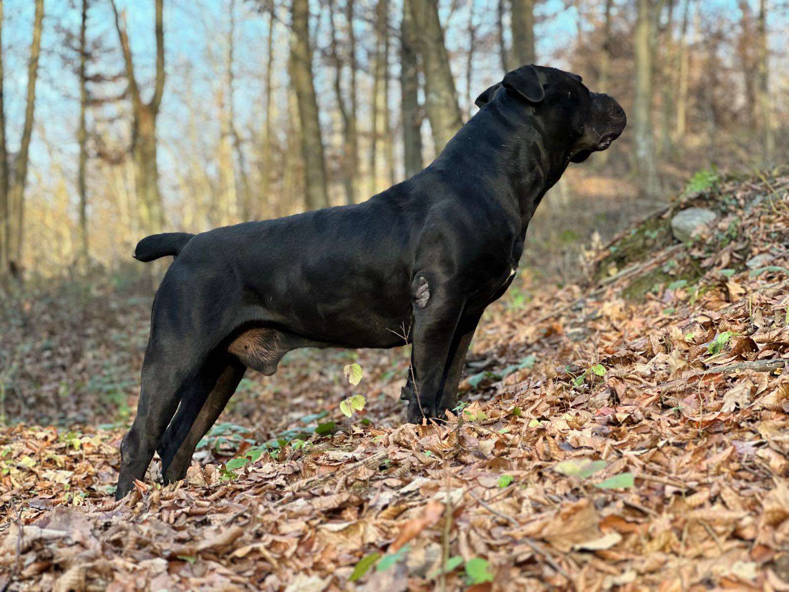Južnoafrički mastif - Boerboel štenci