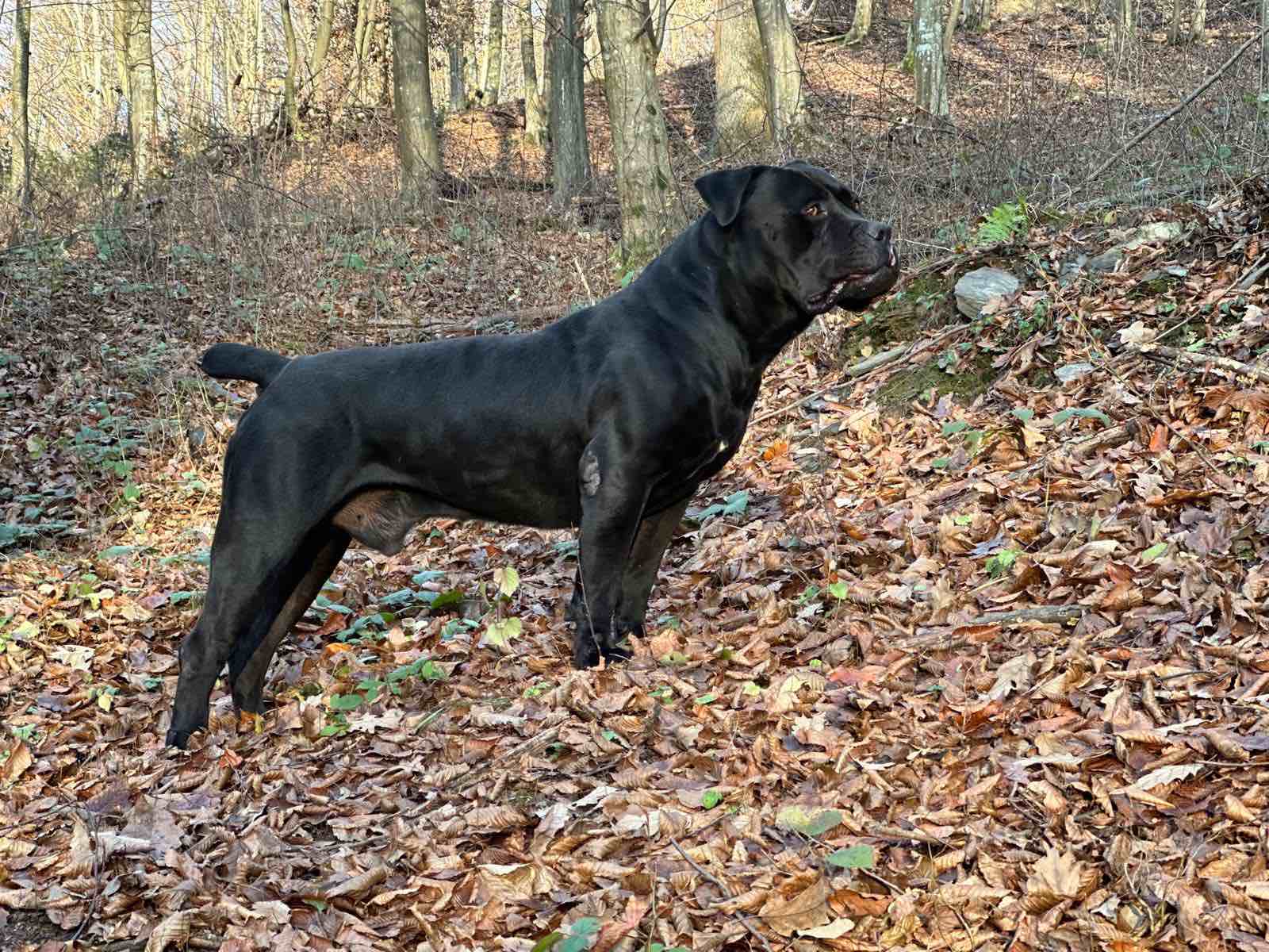 Južnoafrički mastif - Boerboel štenci