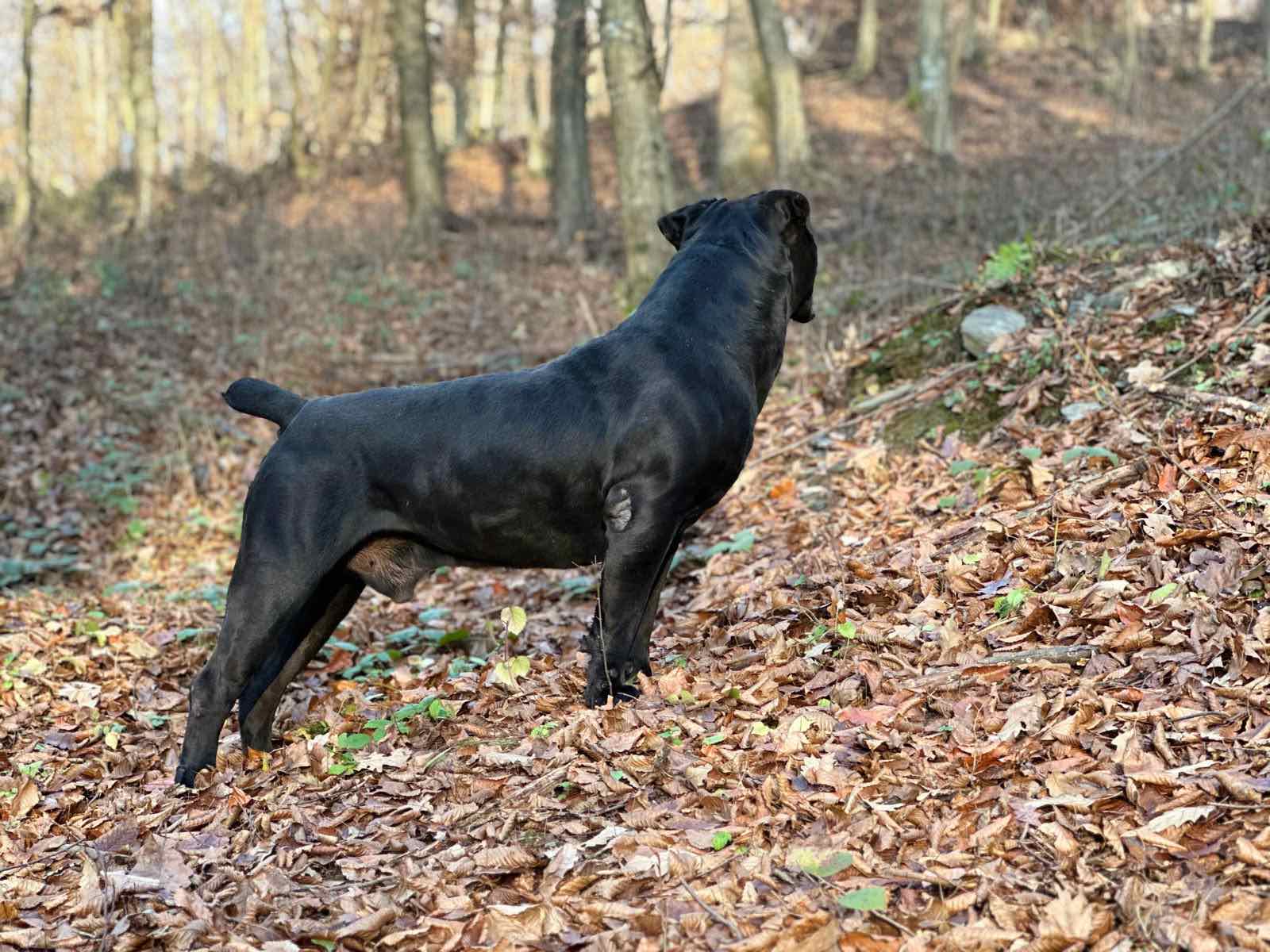Južnoafrički mastif - Boerboel štenci