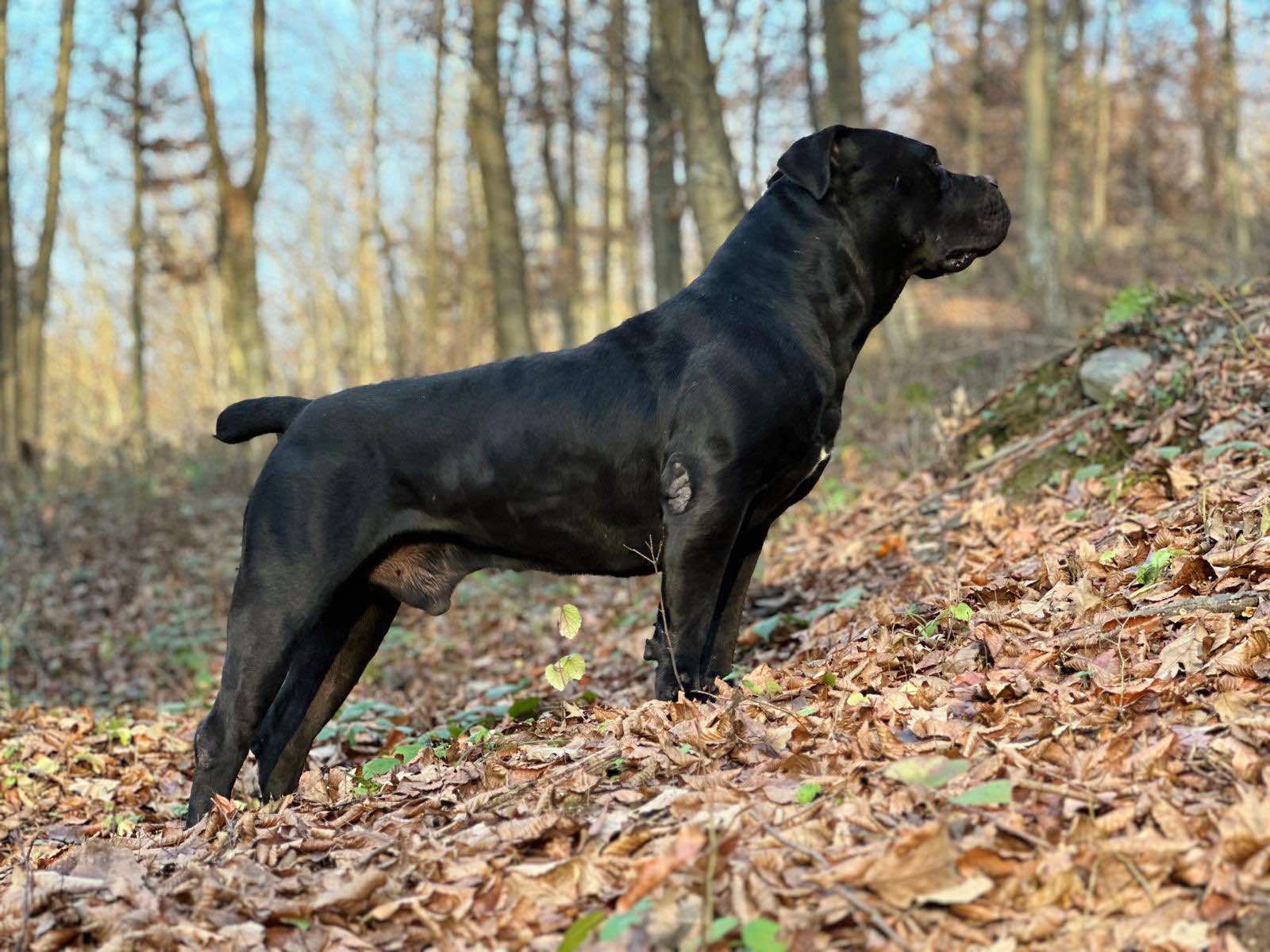 Južnoafrički mastif - Boerboel štenci