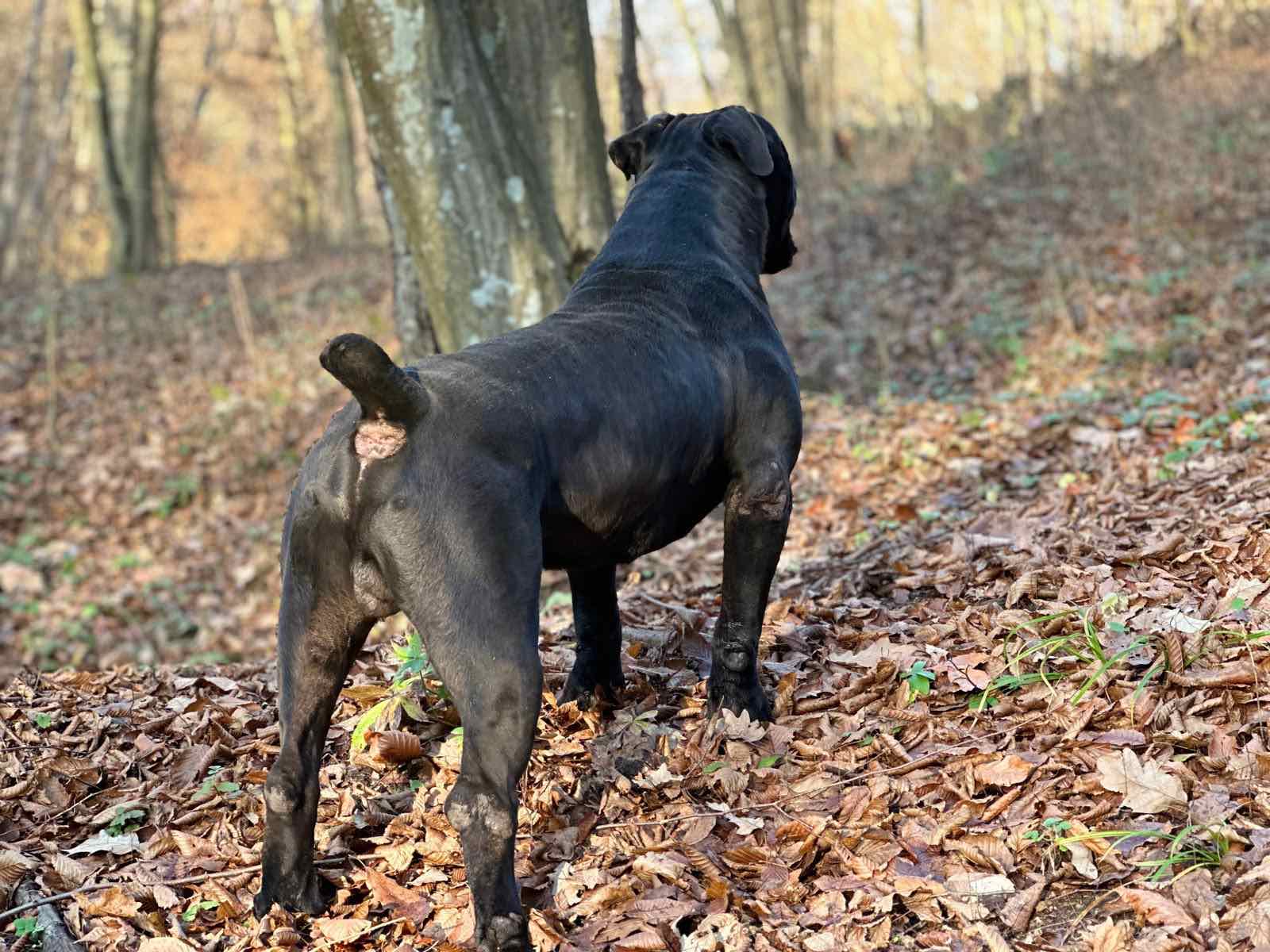 Južnoafrički mastif - Boerboel štenci