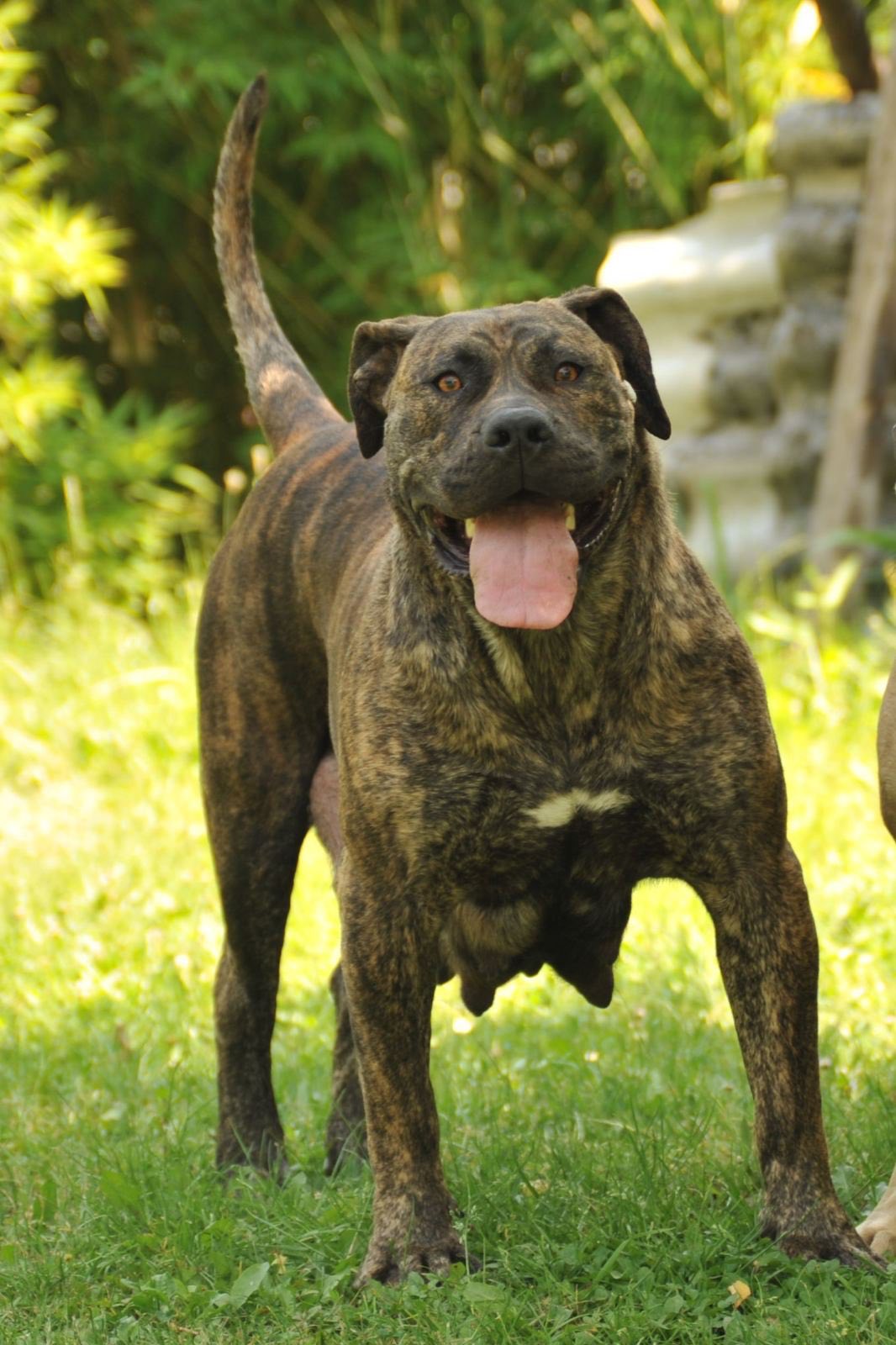 Južnoafrički mastif - Boerboel štenci