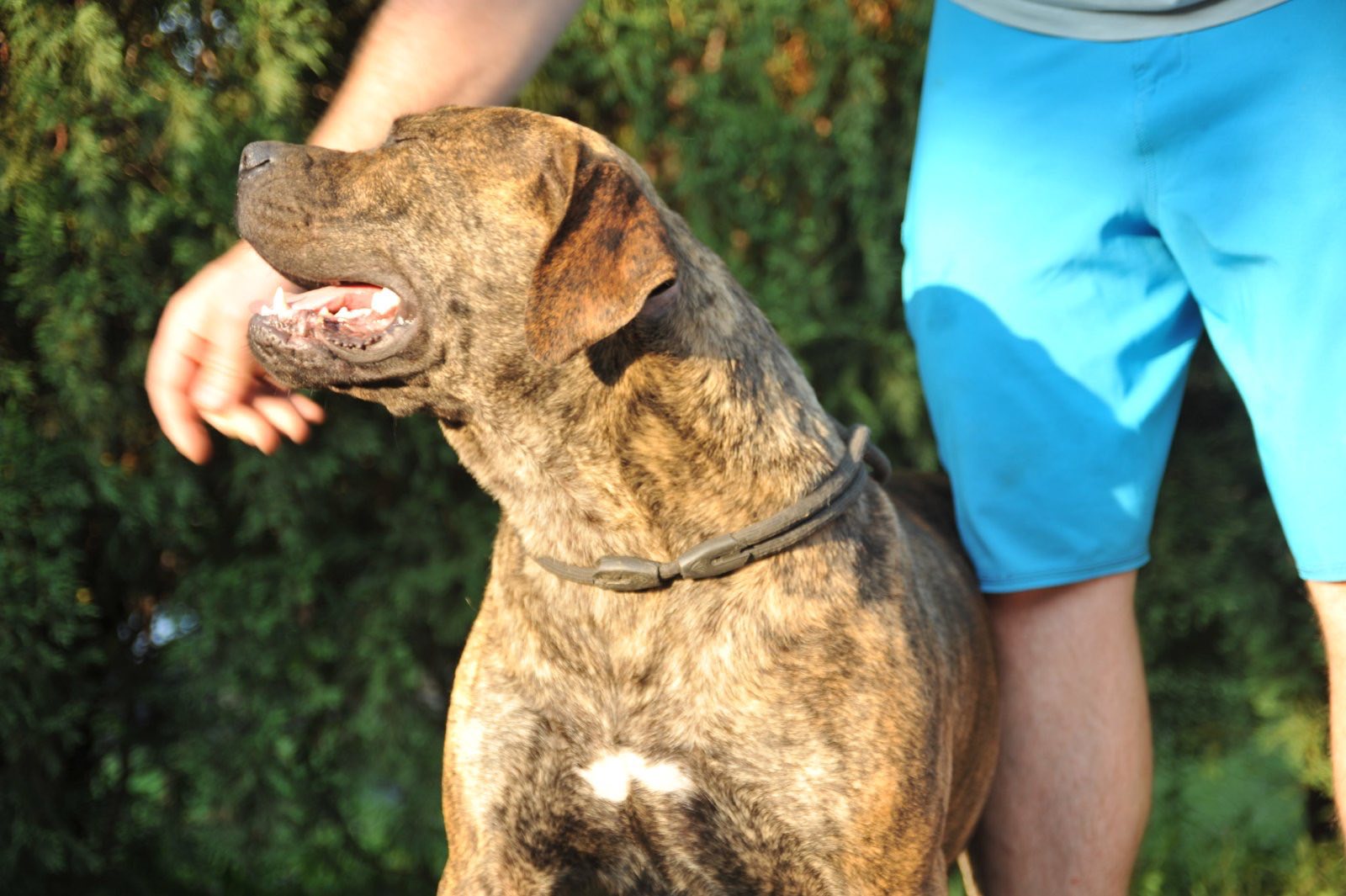 Južnoafrički mastif - Boerboel štenci