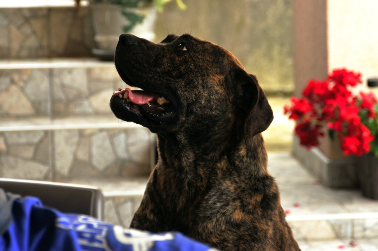Južnoafrički mastif - Boerboel štenci