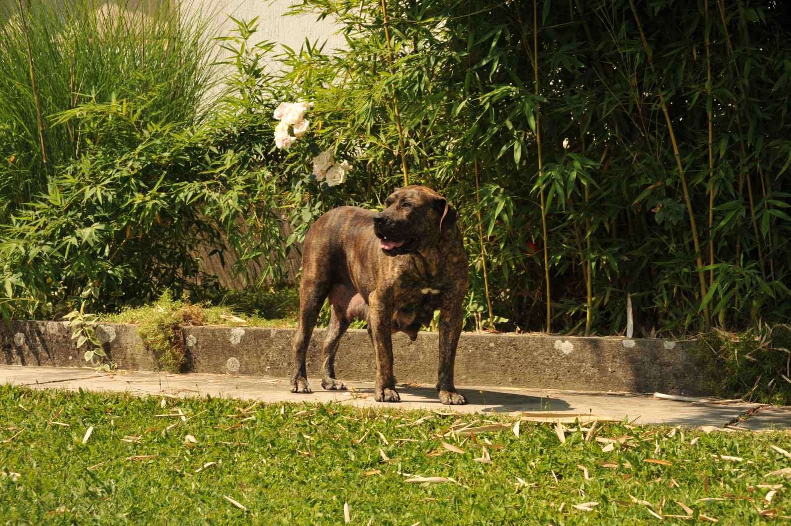 Južnoafrički mastif - Boerboel štenci