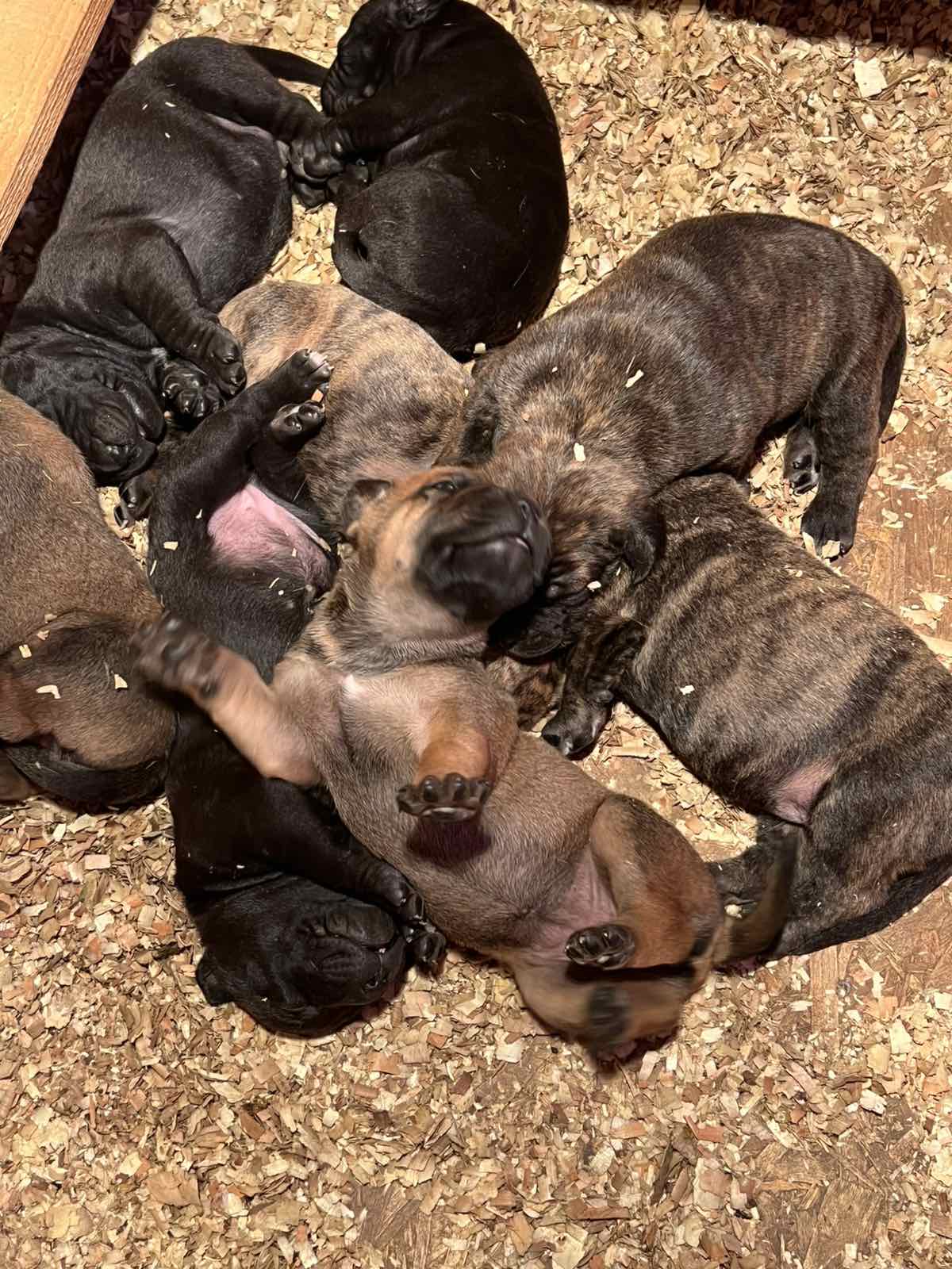 Južnoafrički mastif - Boerboel štenci