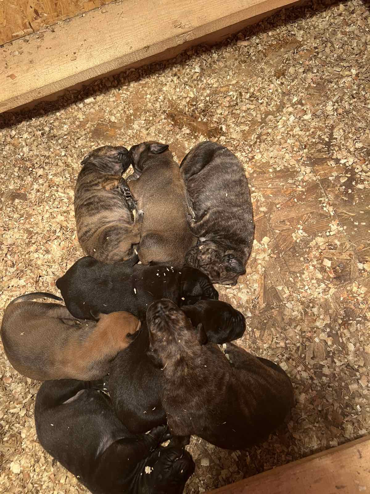 Južnoafrički mastif - Boerboel štenci
