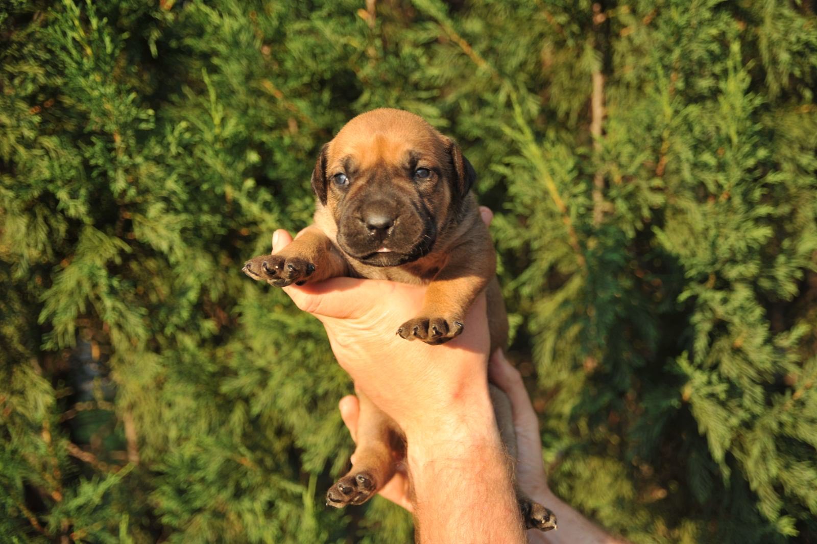 Južnoafrički mastif - Boerboel štenci