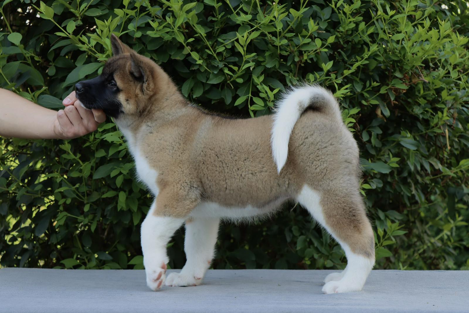 Americka Akita stenci