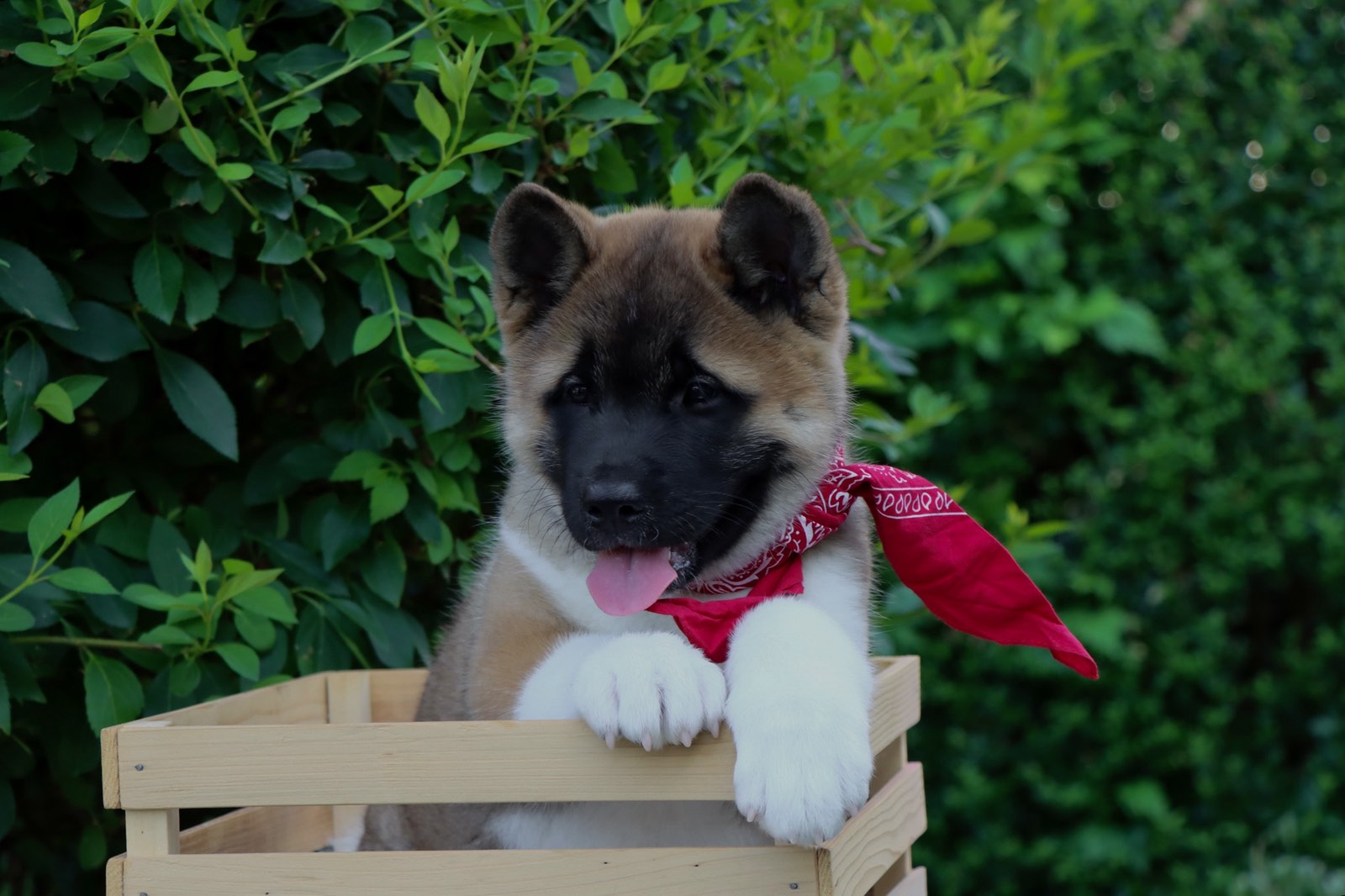 Americka Akita stenci