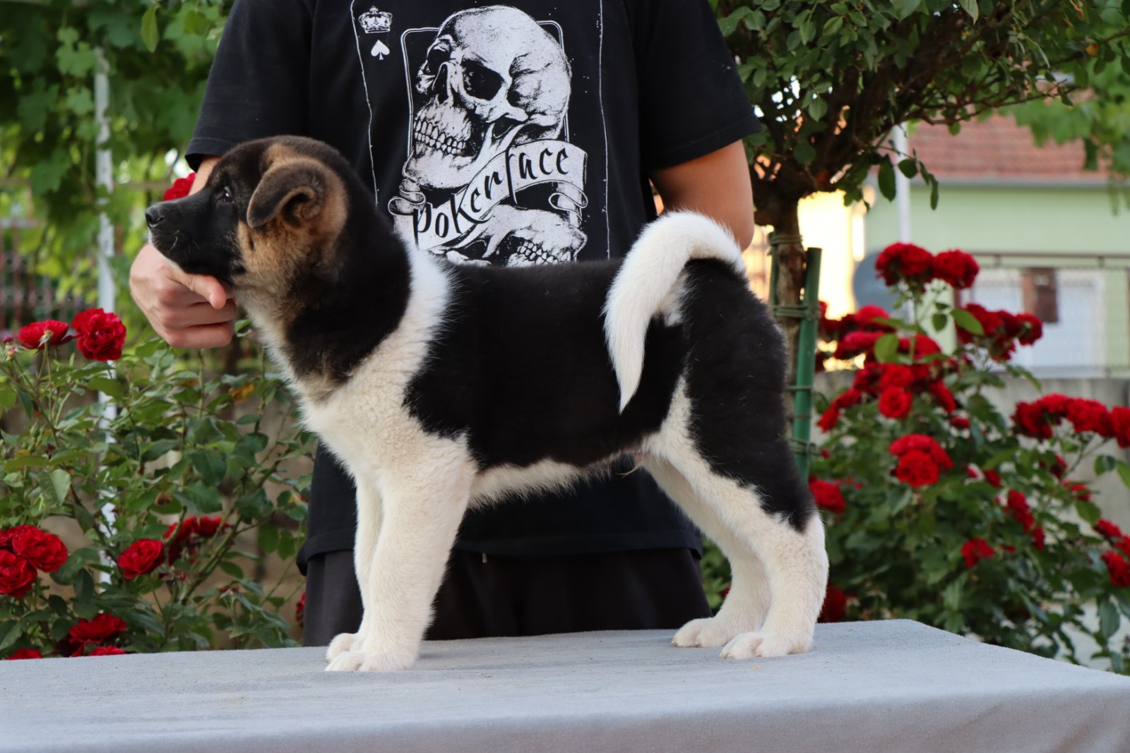 Americka Akita stenci