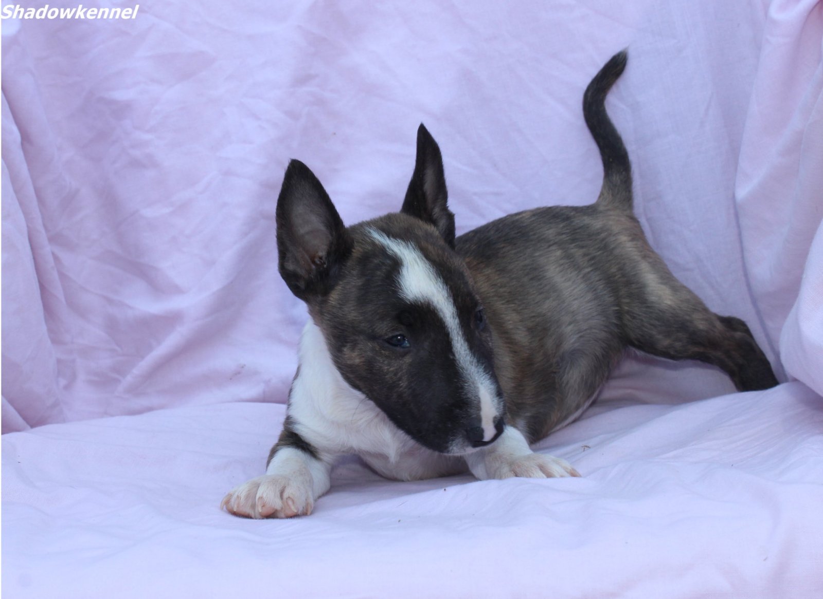 Mini Bull Terijer prelepi štenci