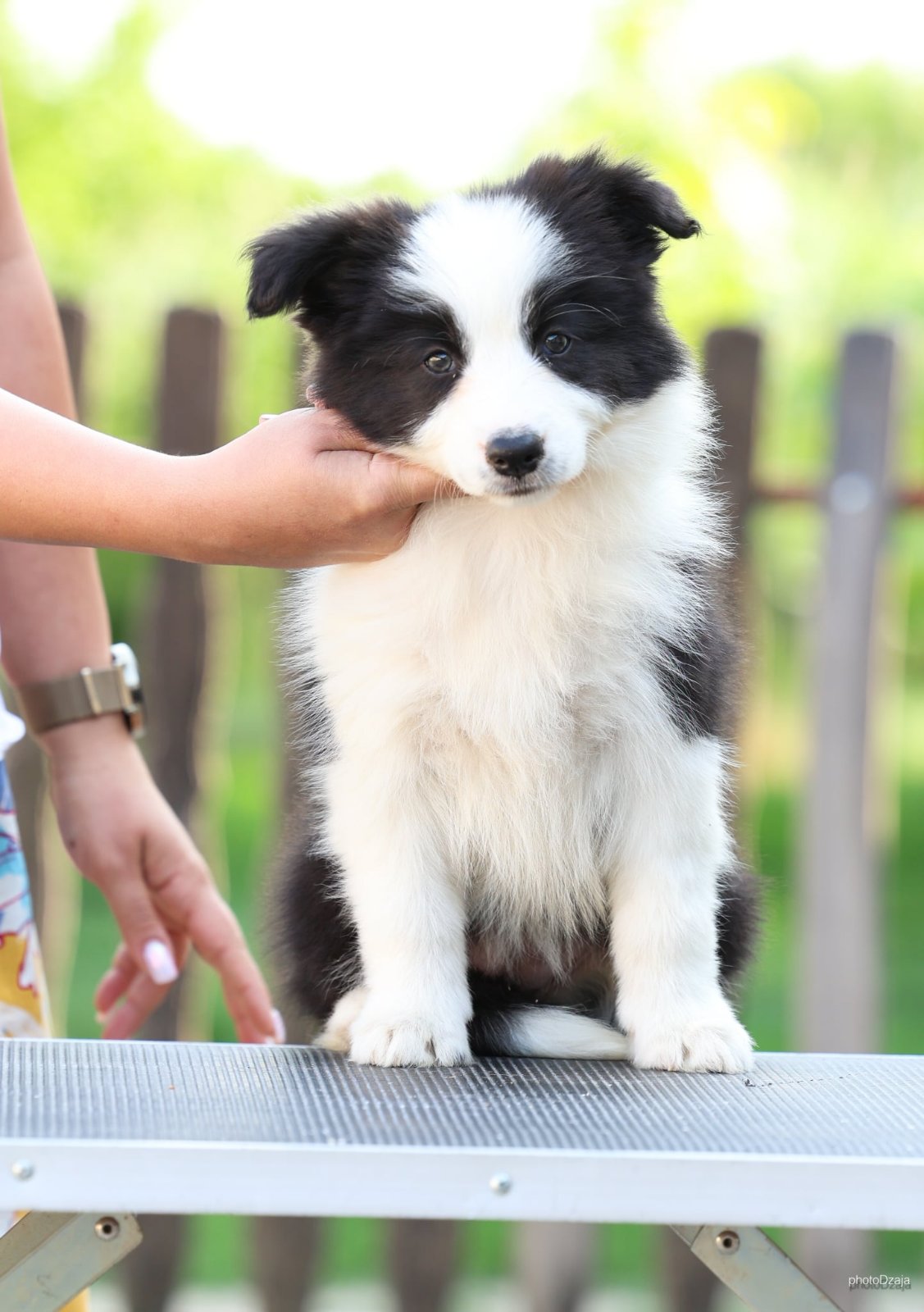 Border Collie Border Koli štenci