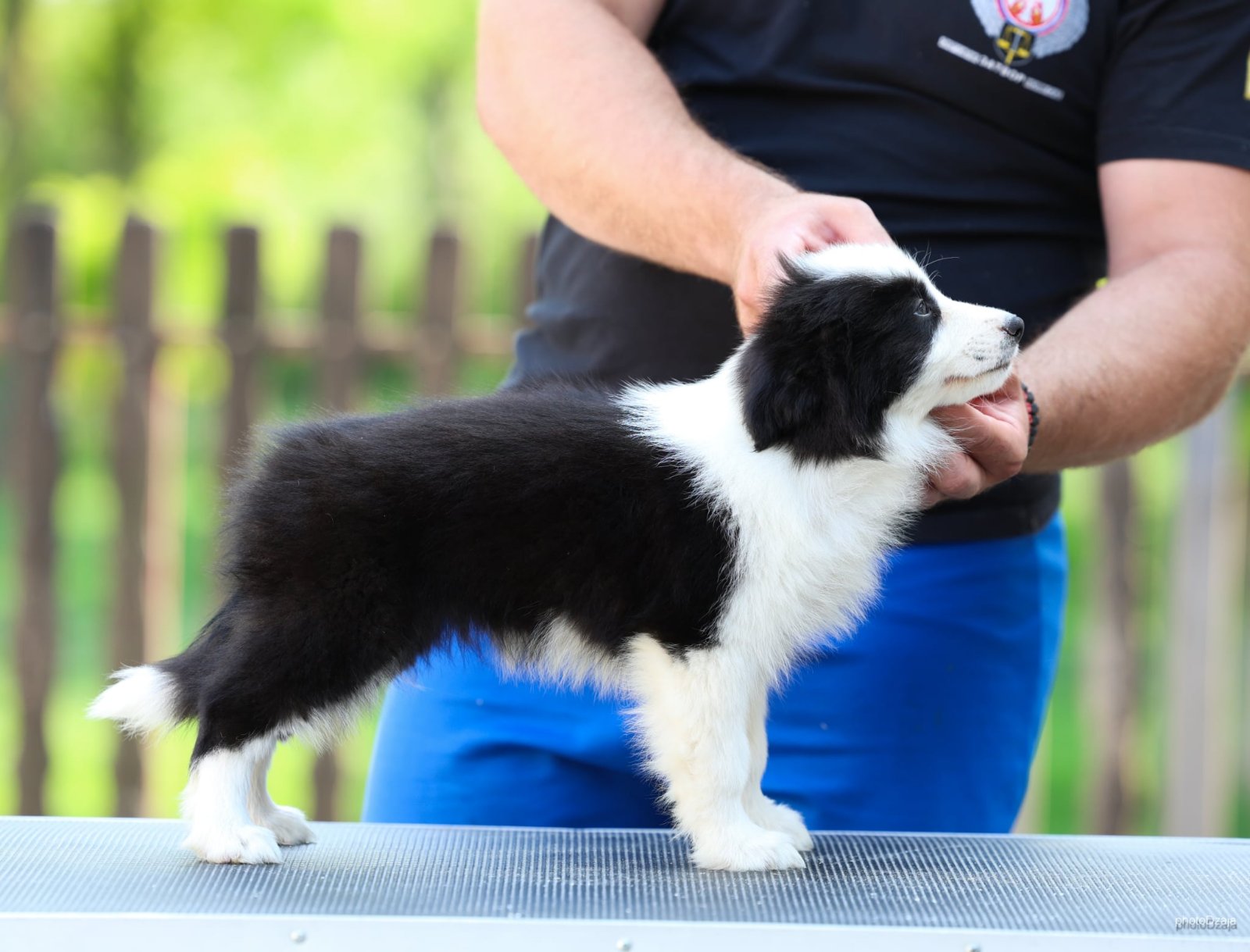 Border Collie Border Koli štenci