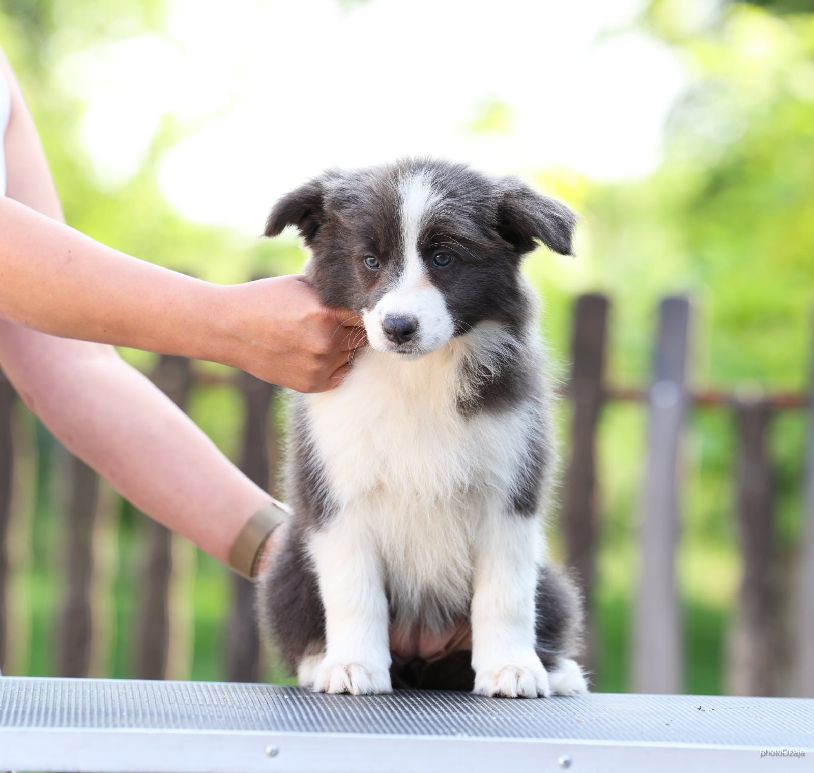 Border Collie Border Koli štenci