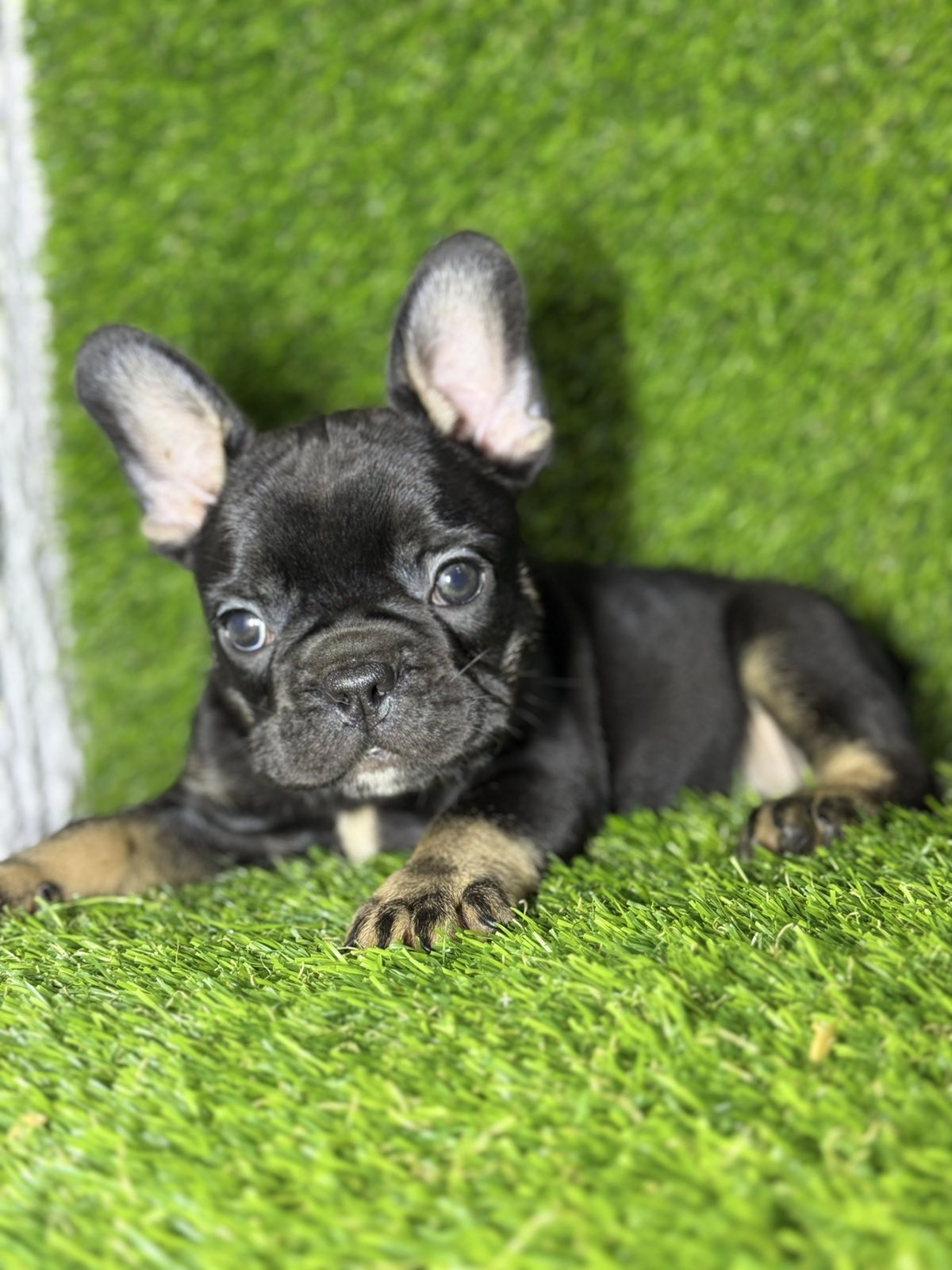 Francuski Buldog prelepi štenci