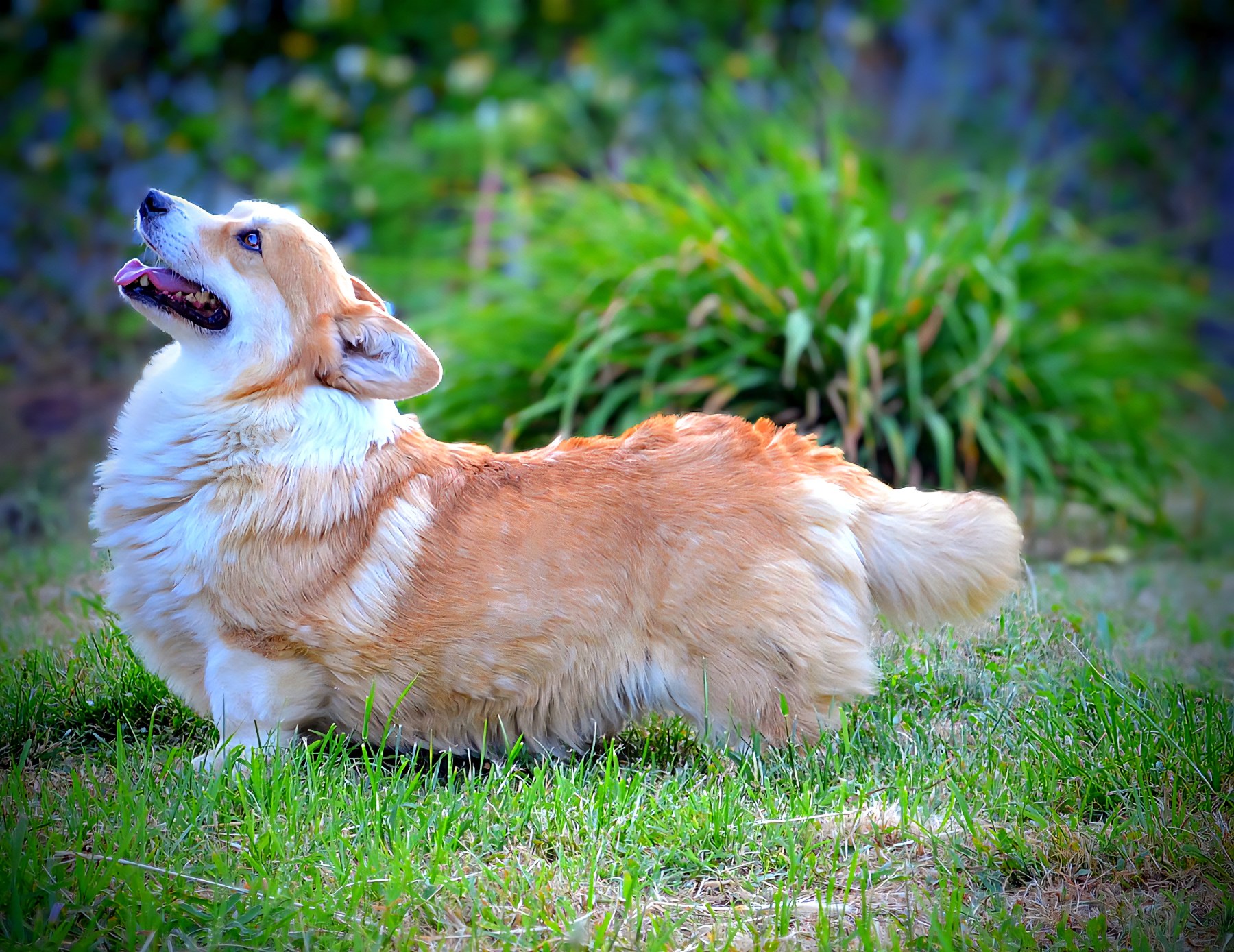 Velški Corgi Pembrok prelepi štenci