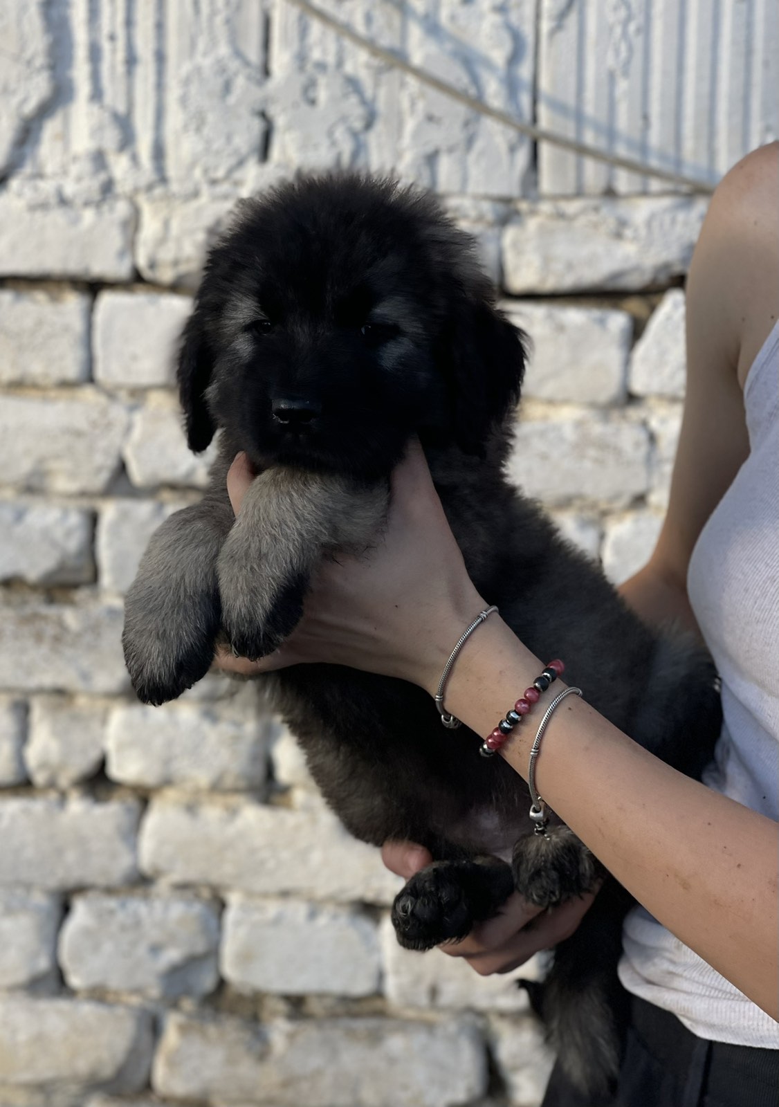 Kavkaski ovčar štenci