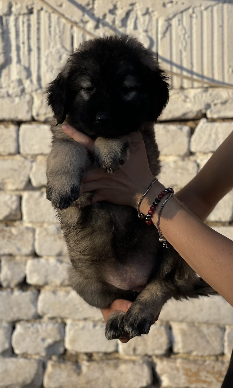 Kavkaski ovčar štenci