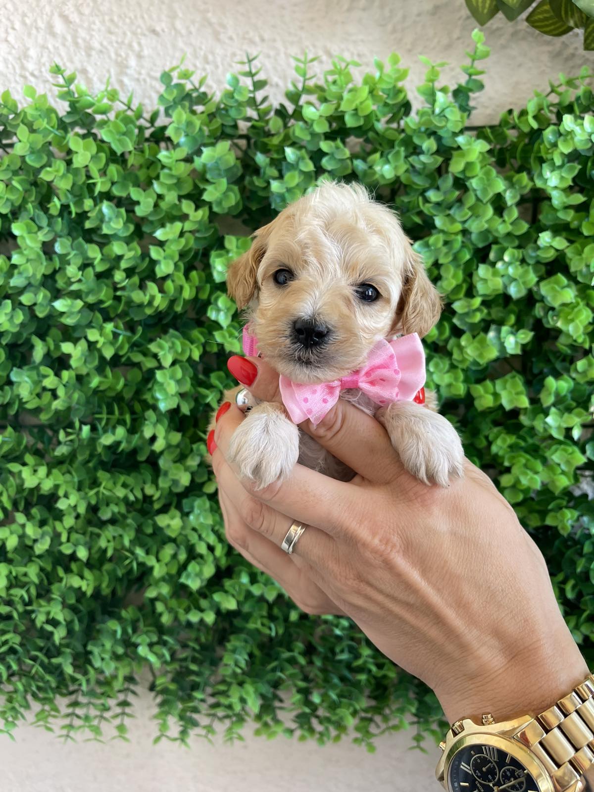 Maltipoo prelepi stenci