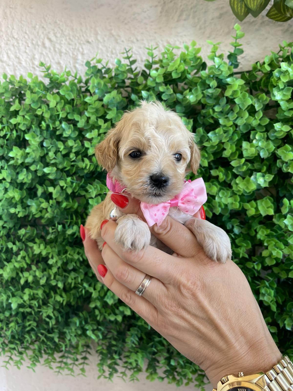 Maltipoo prelepi stenci