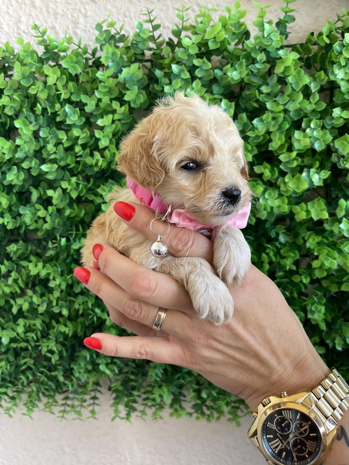 Maltipoo prelepi stenci