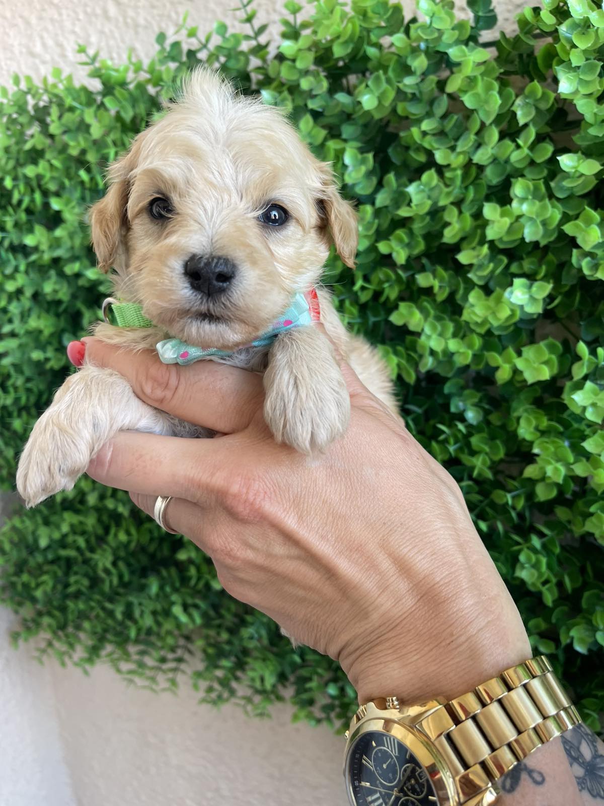 Maltipoo prelepi stenci