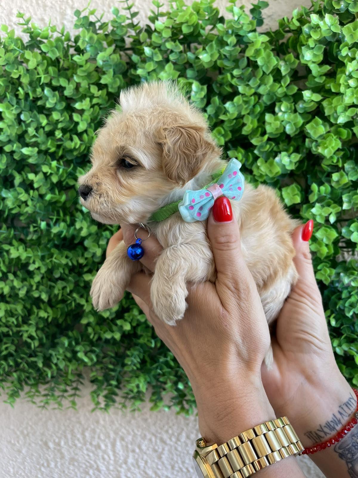 Maltipoo prelepi stenci